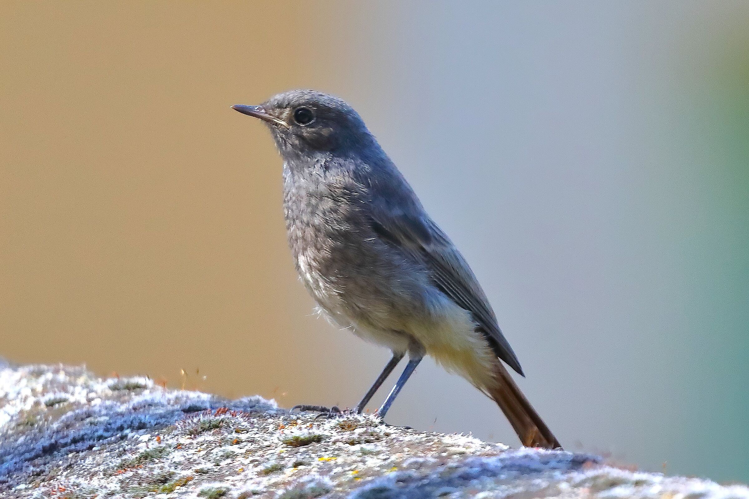 Codirosso S Nov 28 maggio 2024 - 0054