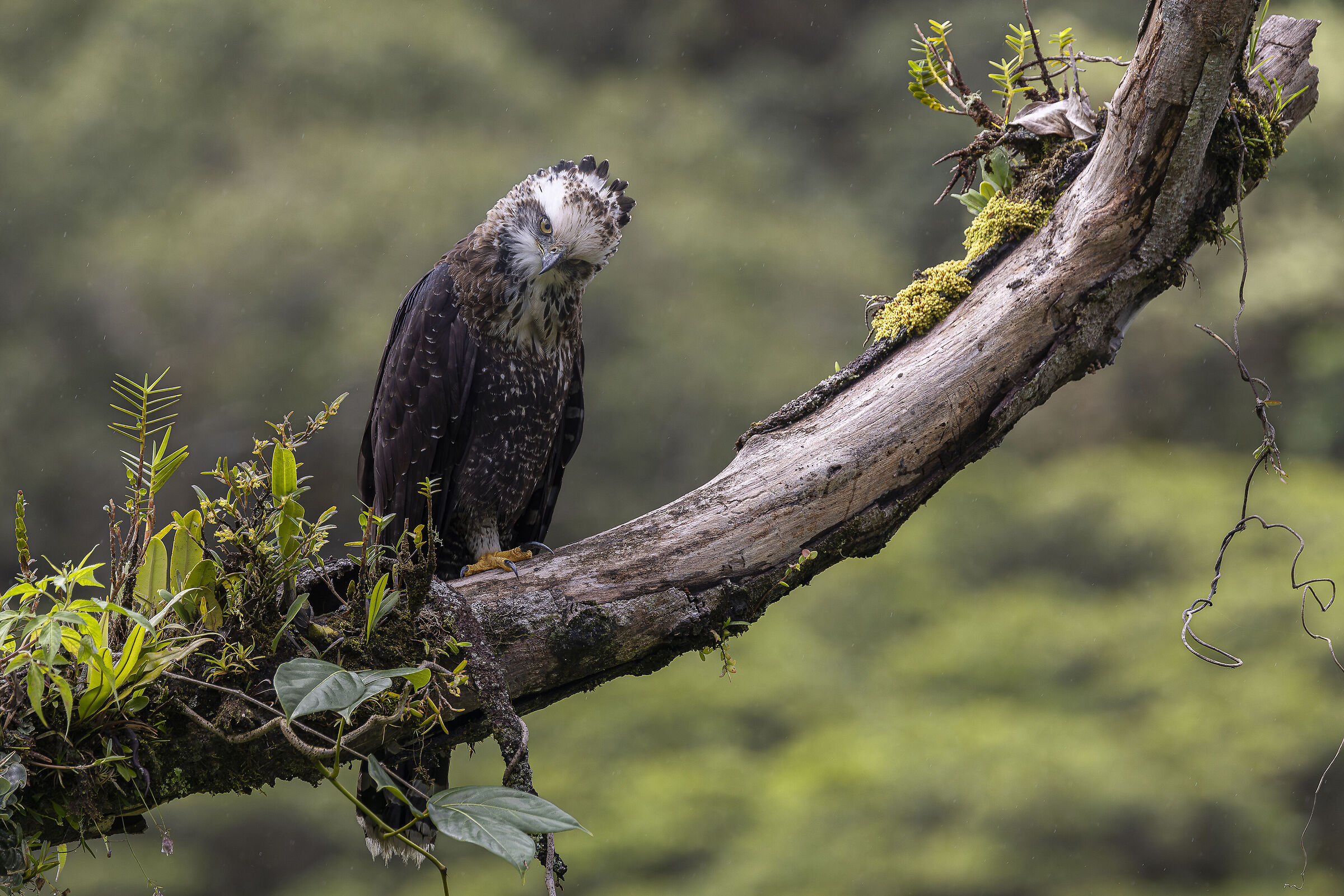 Black Hawk Eagle juv. (Spizaetus tyrannus)