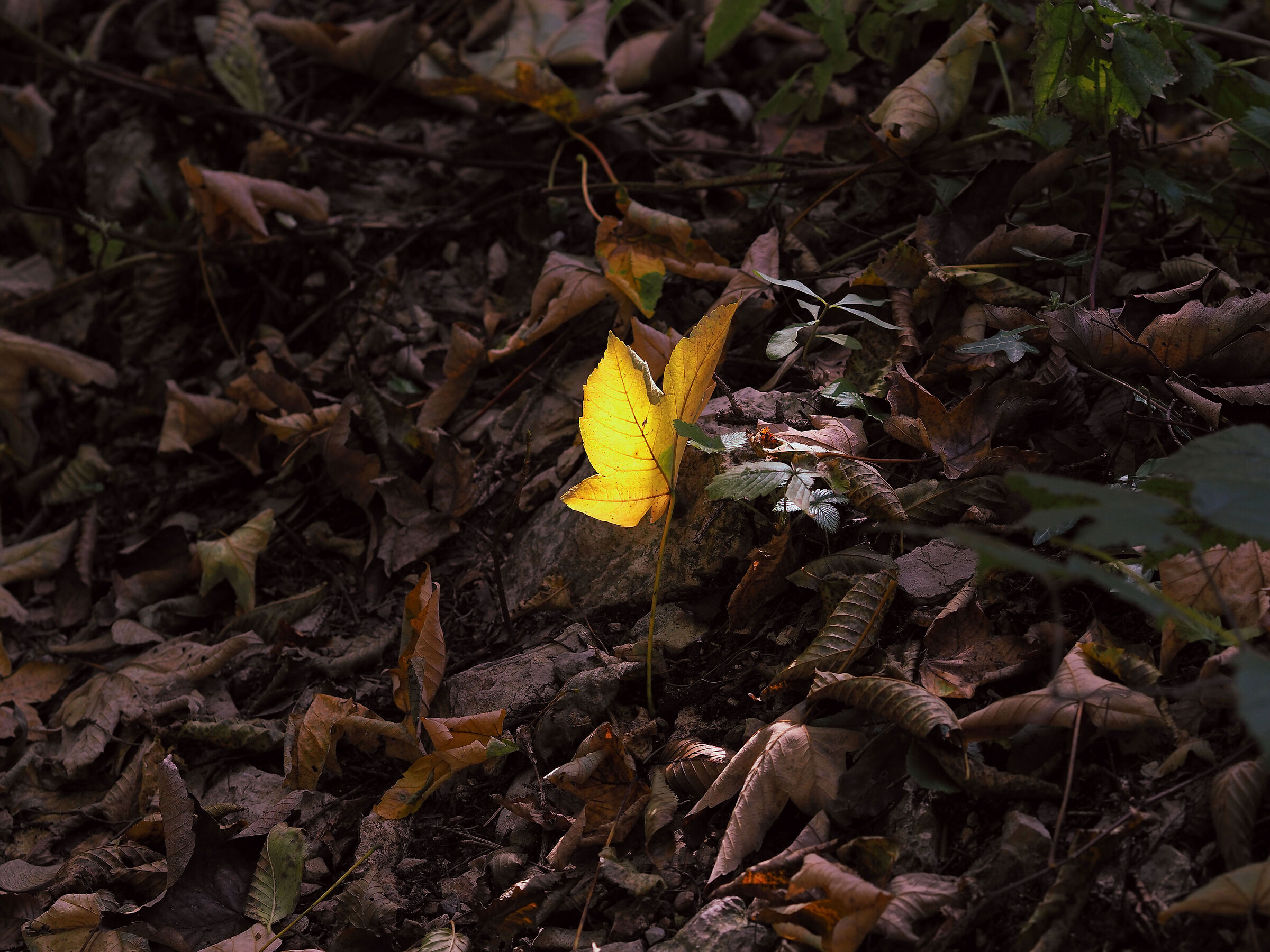 gold leaf...