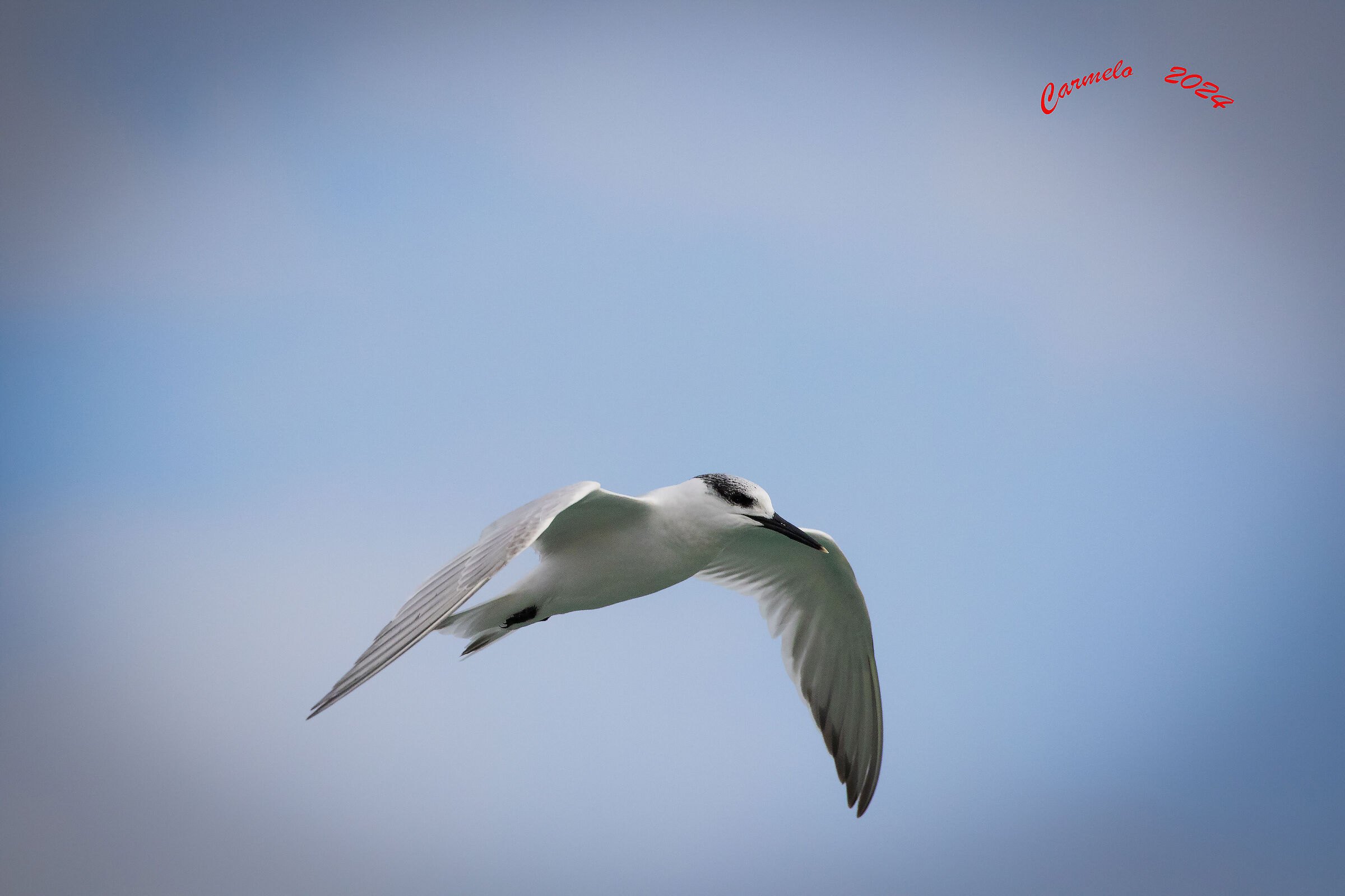 Sandwich Tern