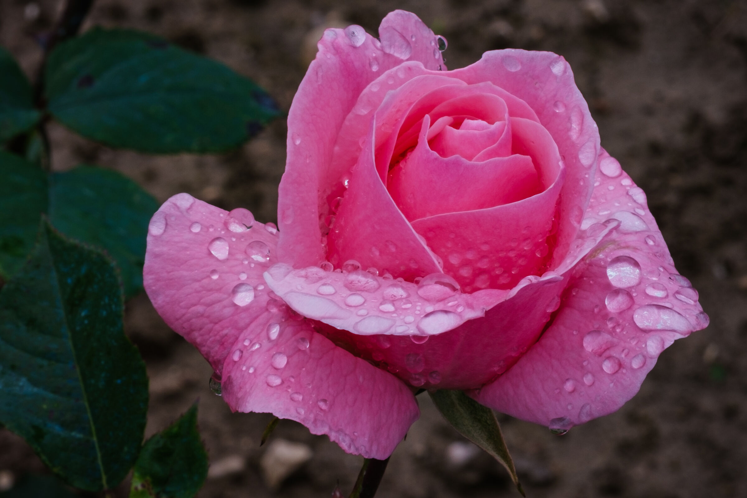 Dew drops on you to comfort your wounded heart