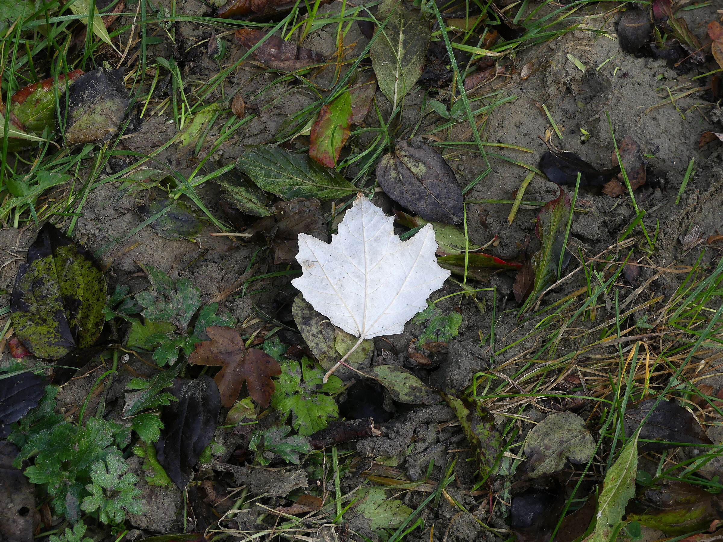 Autunno in un'area alluvionata