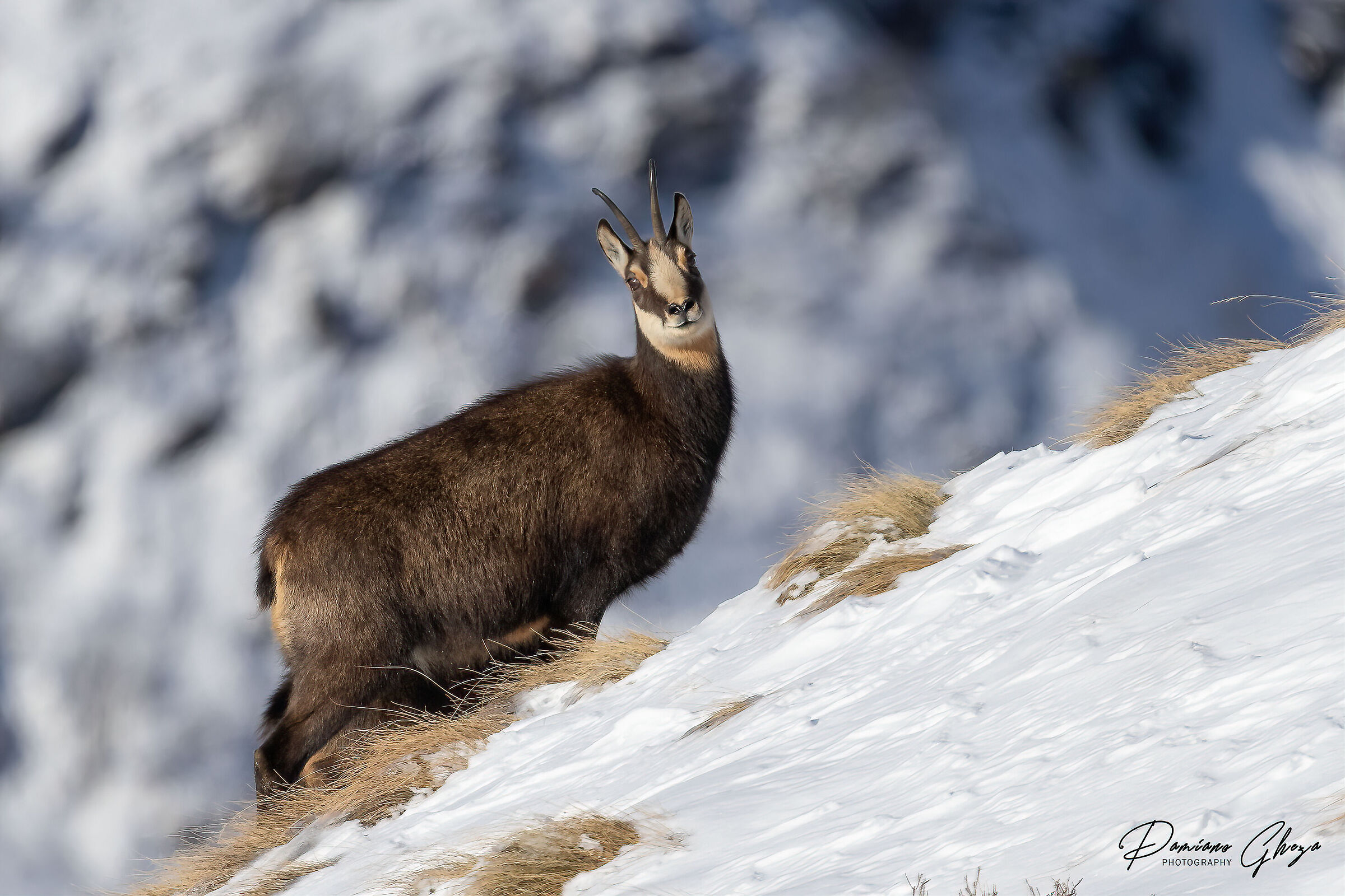 Chamois