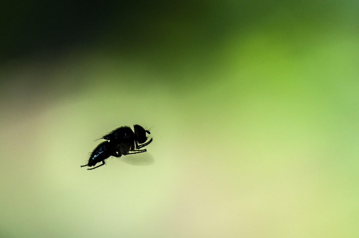 La mosca in volo