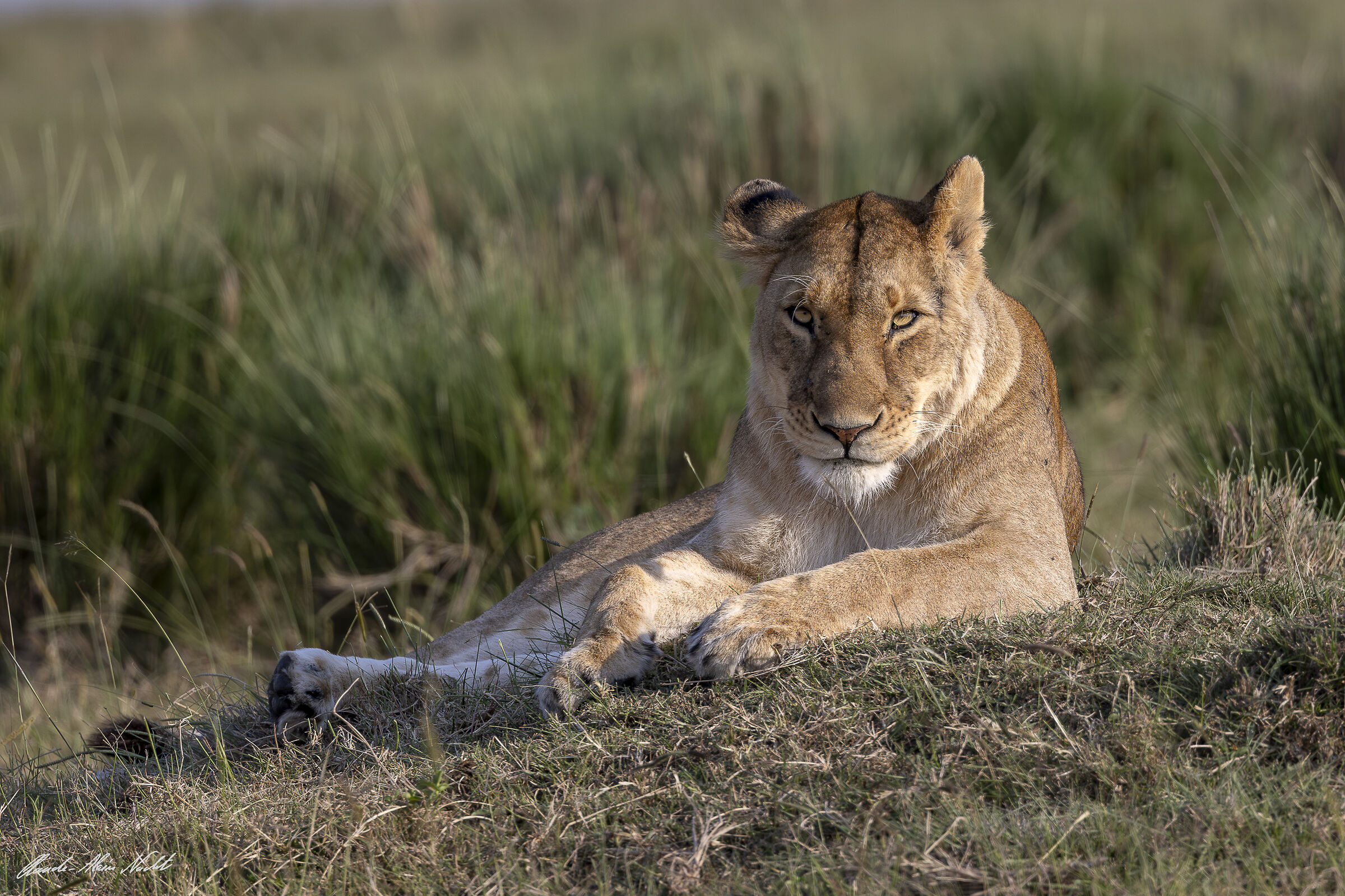Lioness