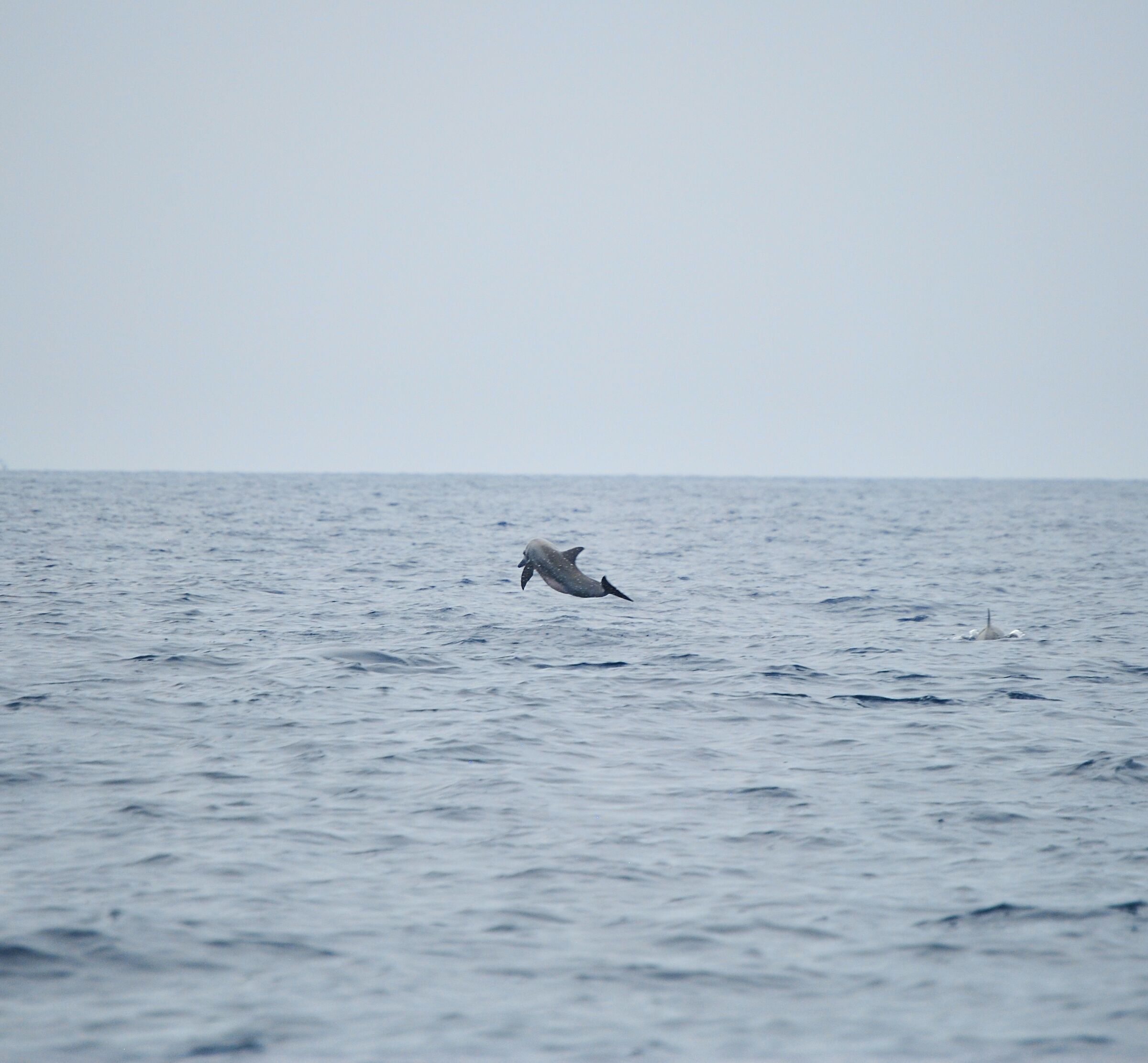 Dolphin jumping, Maldives