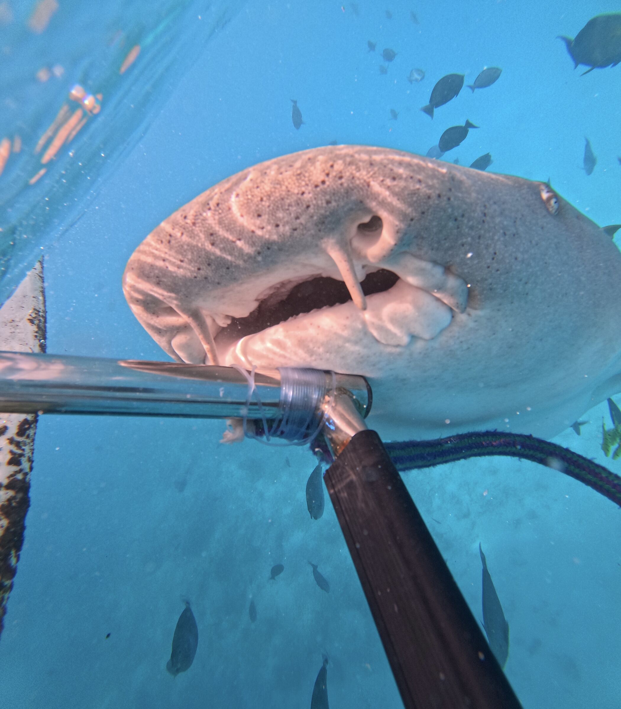 Nurse shark in Maldives