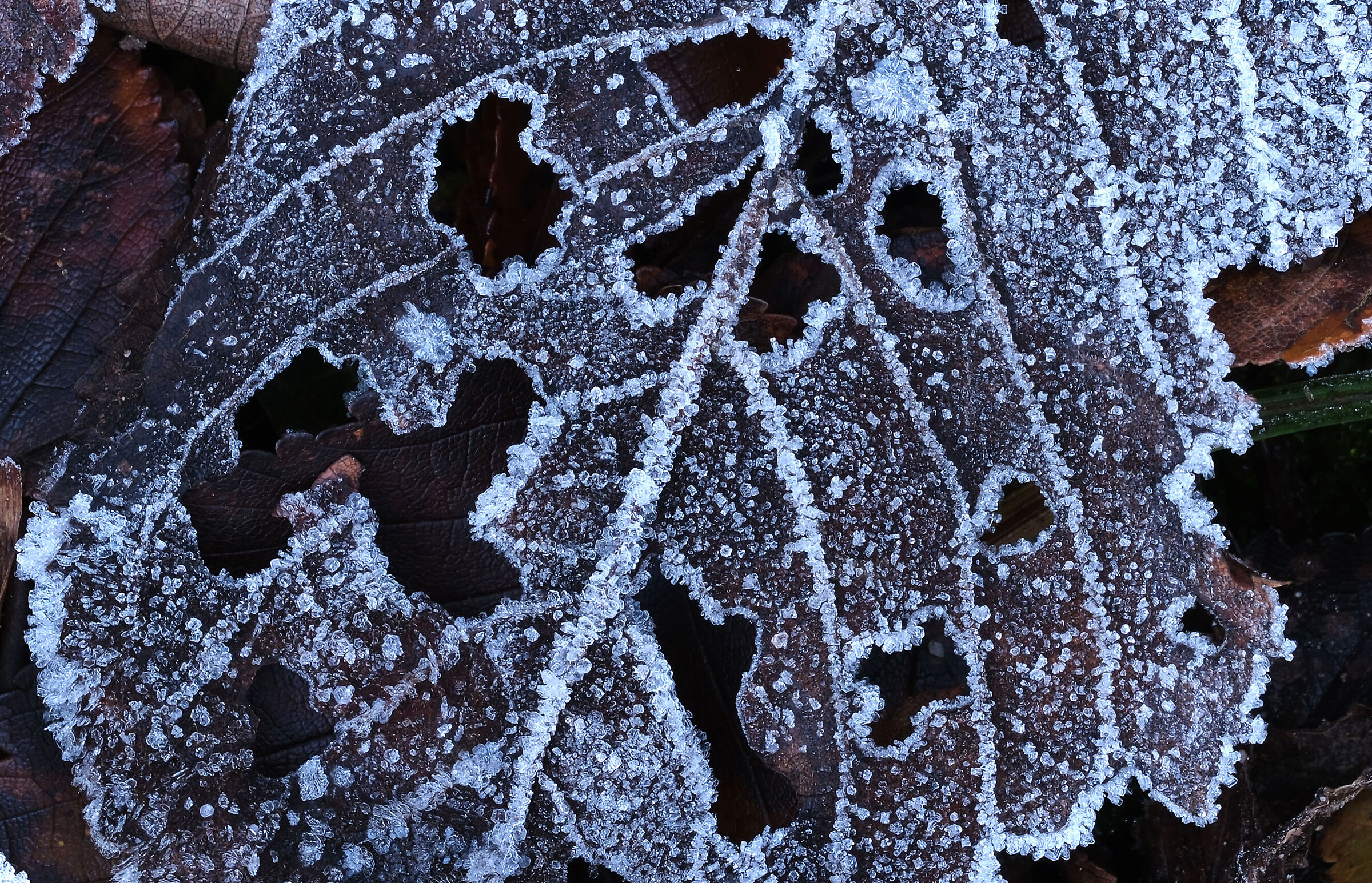 -holes with frostbite-
