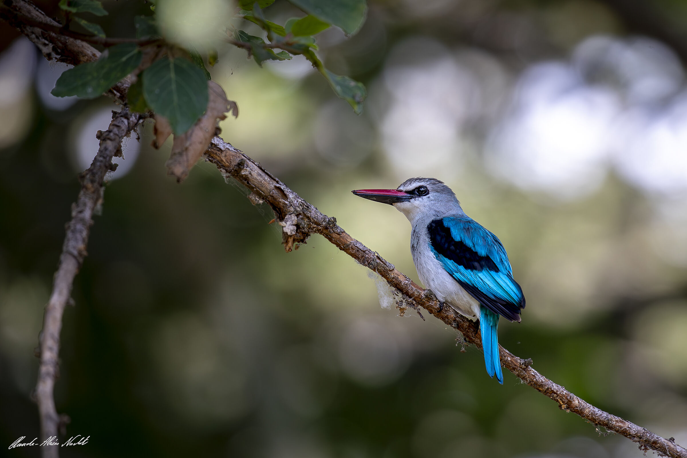 Woodland Kingfisher