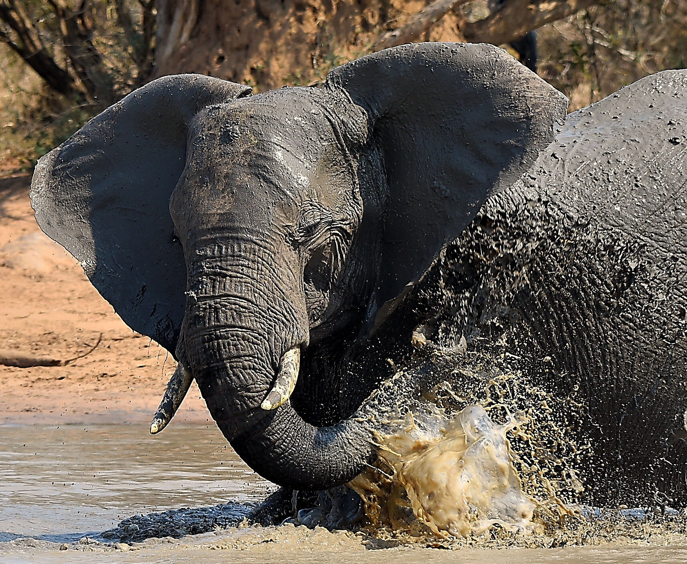 The mud bath