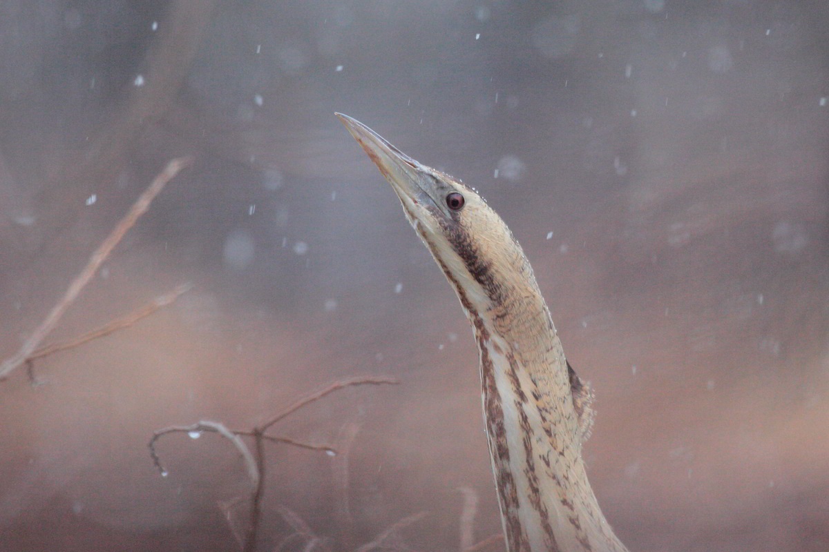 Bittern in the Snow