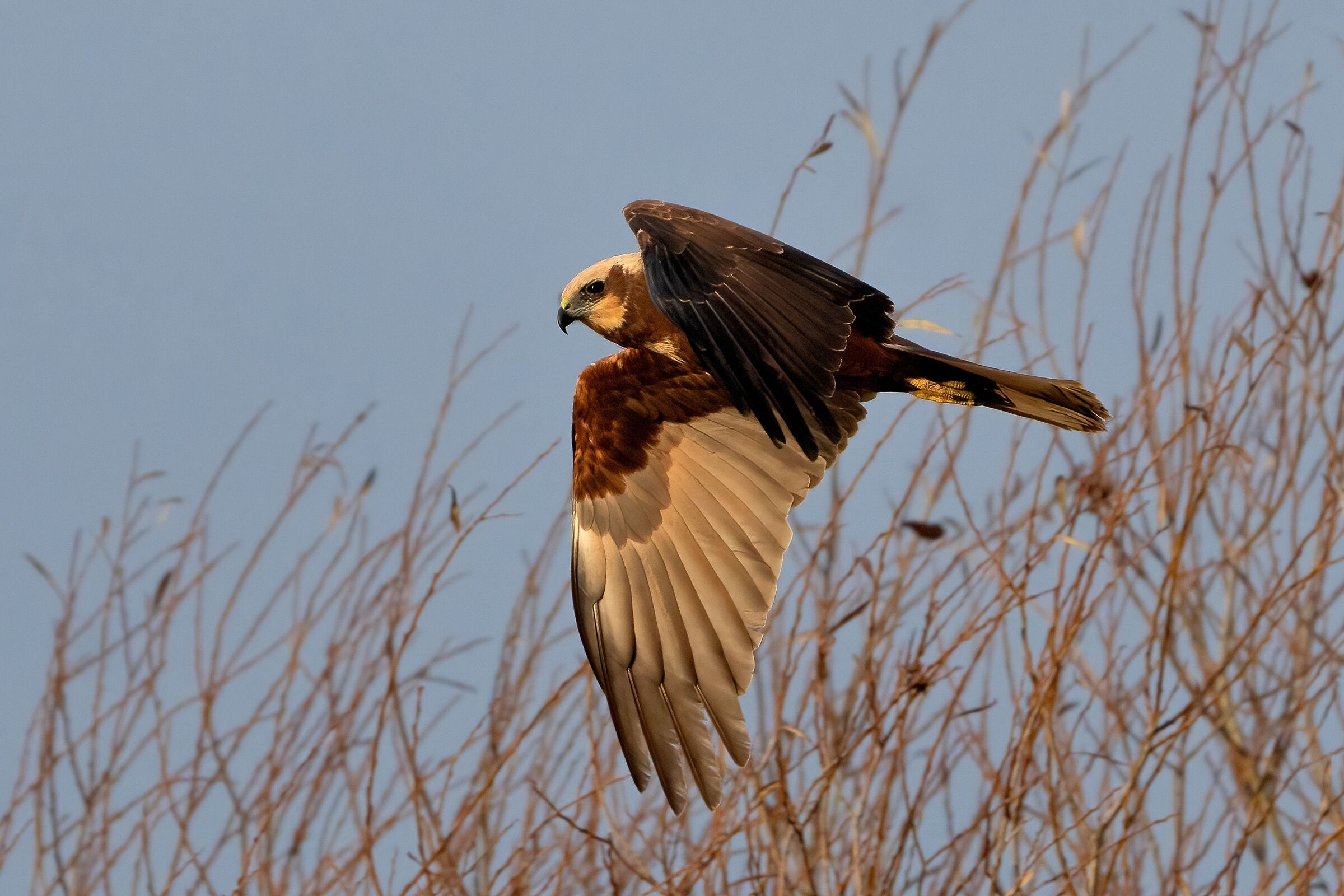 Marsh Harrier (Circus aeruginosus)