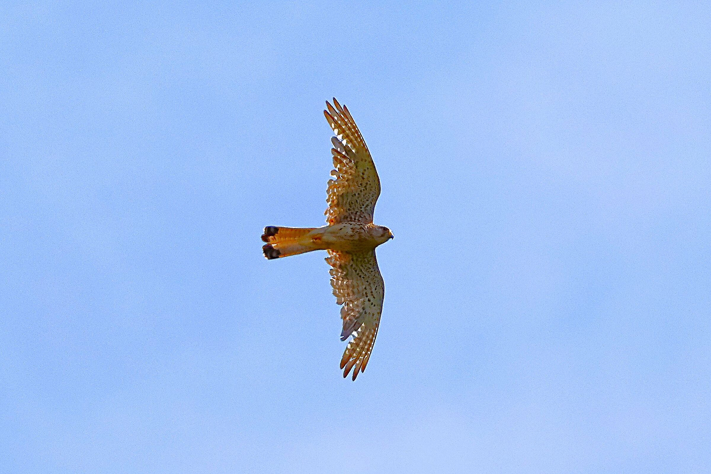 Gheppio 09 luglio 2024 - 0115