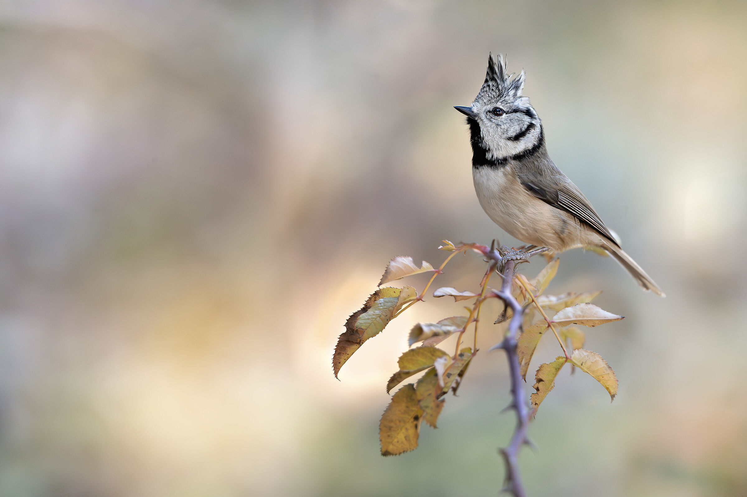Tufted