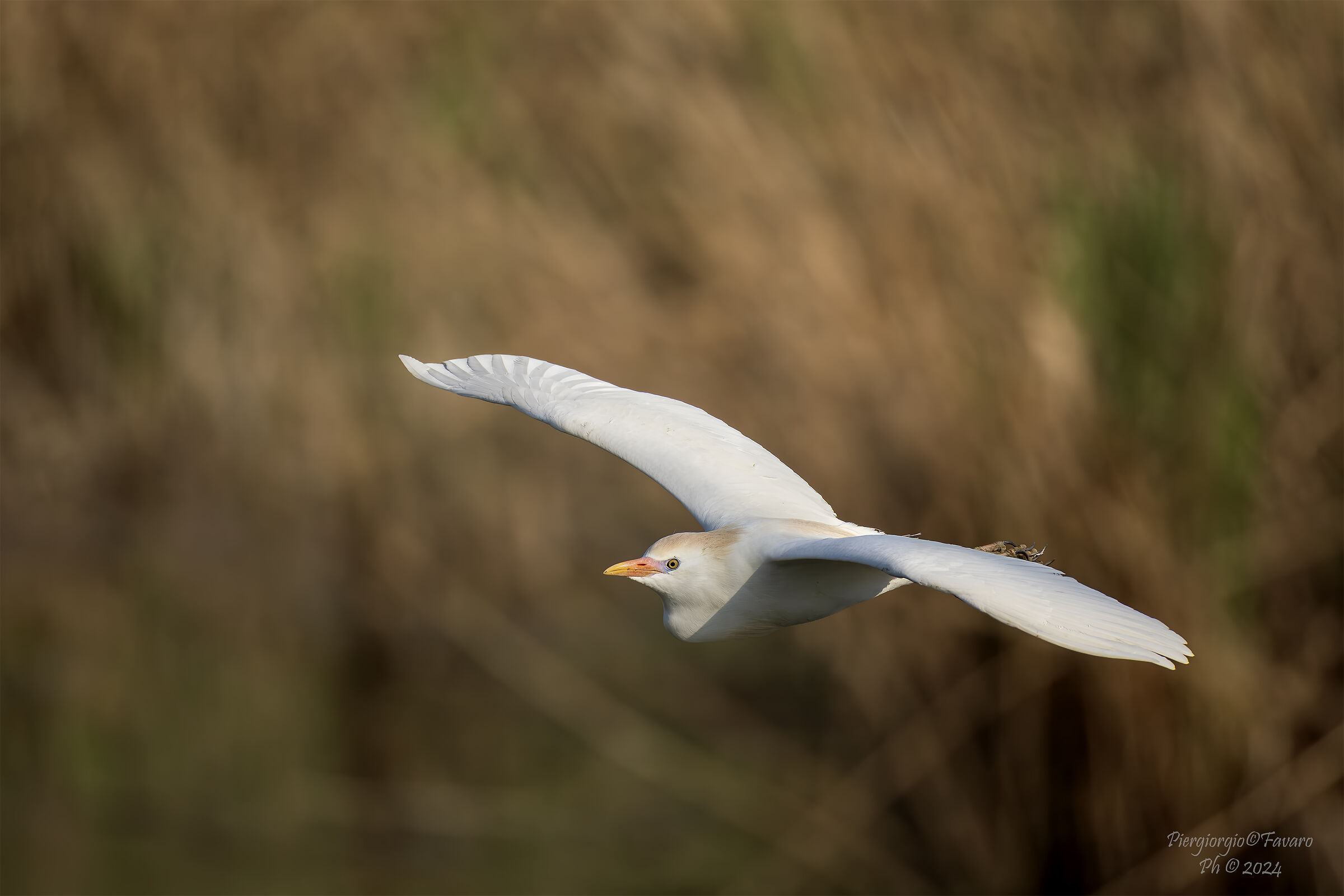 Cattle egret