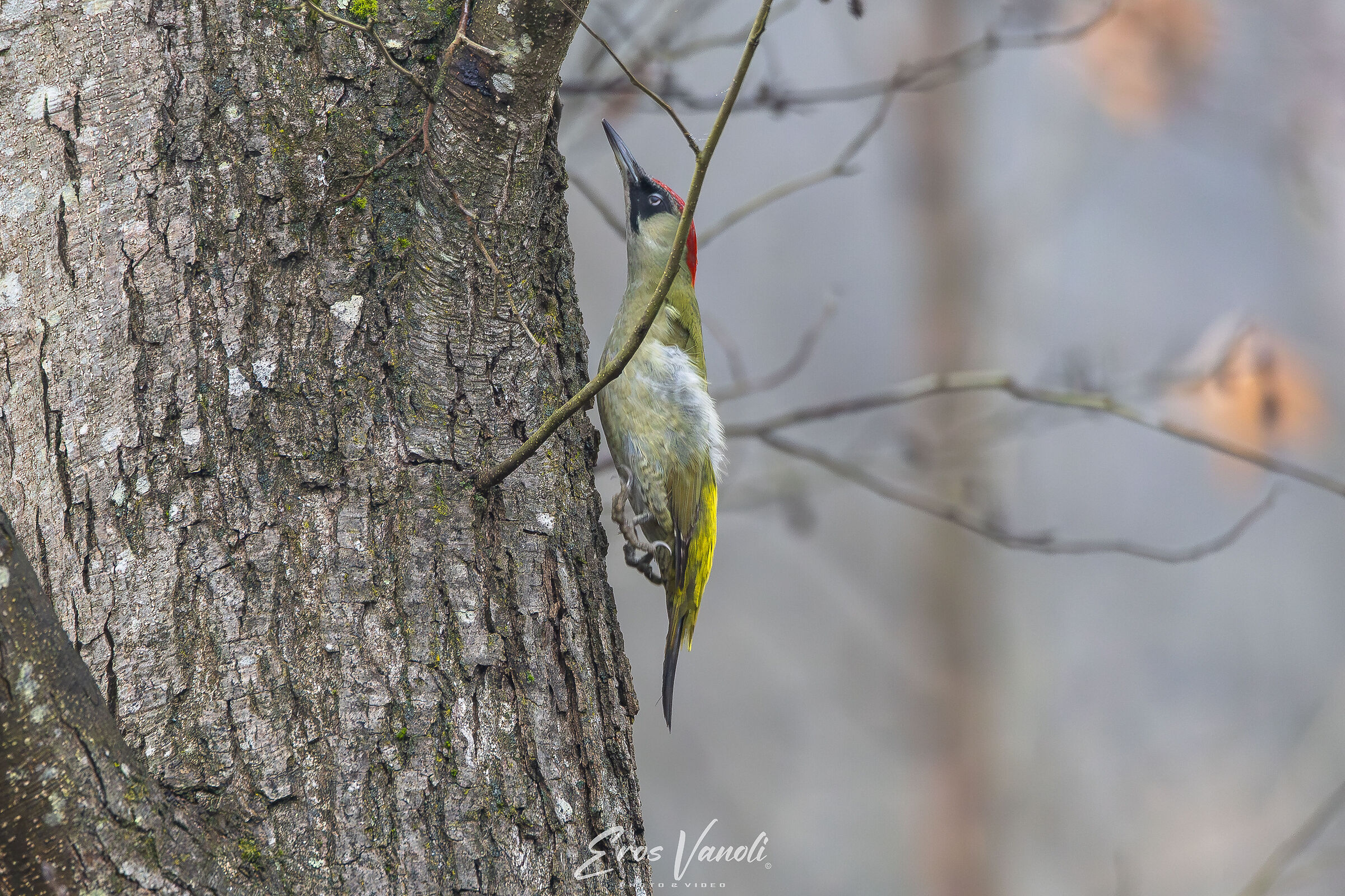 THE LEAP OF THE GREEN WOODPECKER