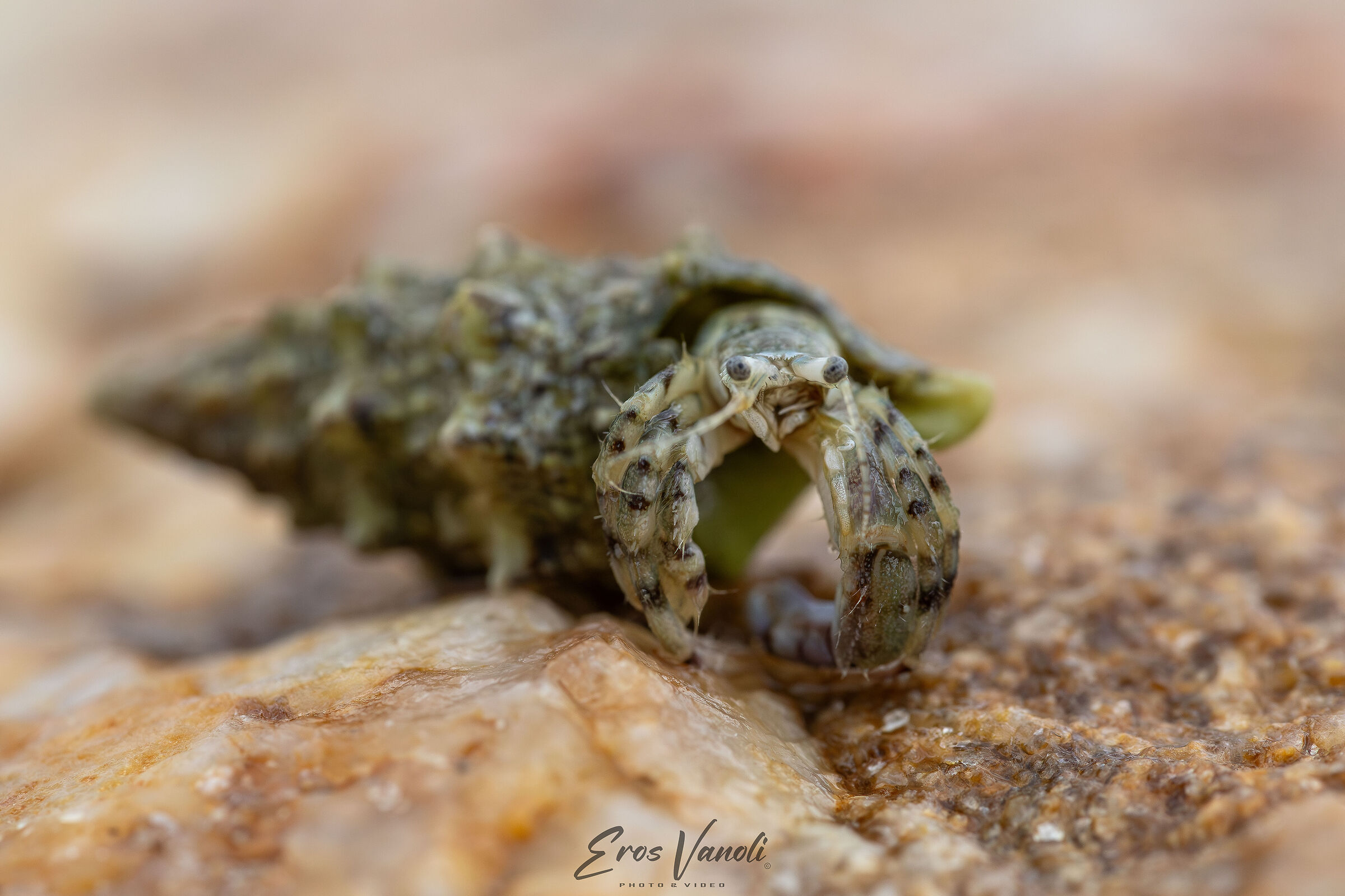 hermit crab
