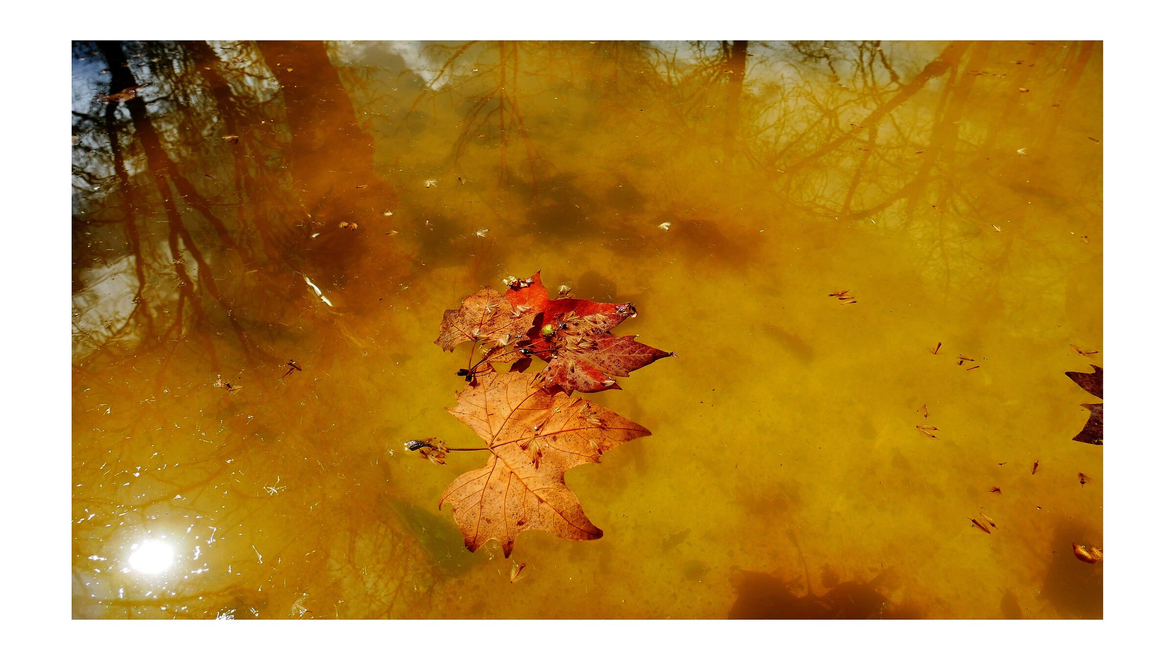 Foglie colorate