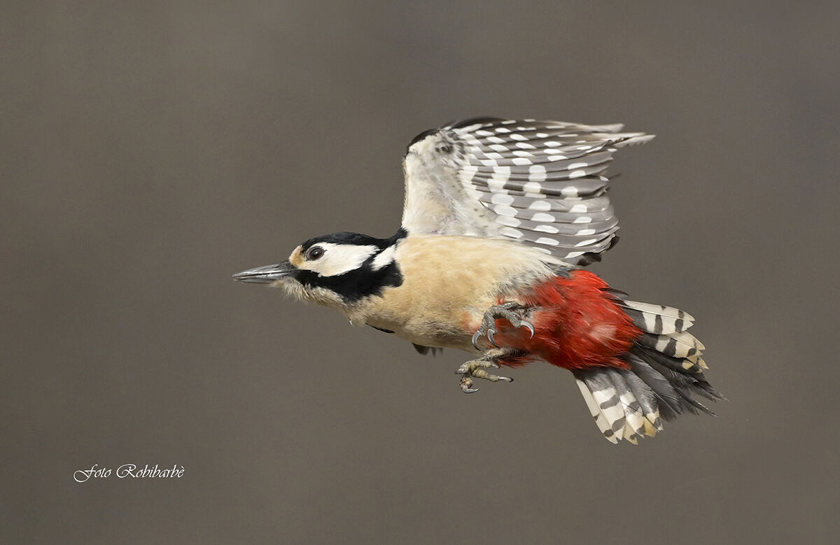 The grit of the woodpecker...