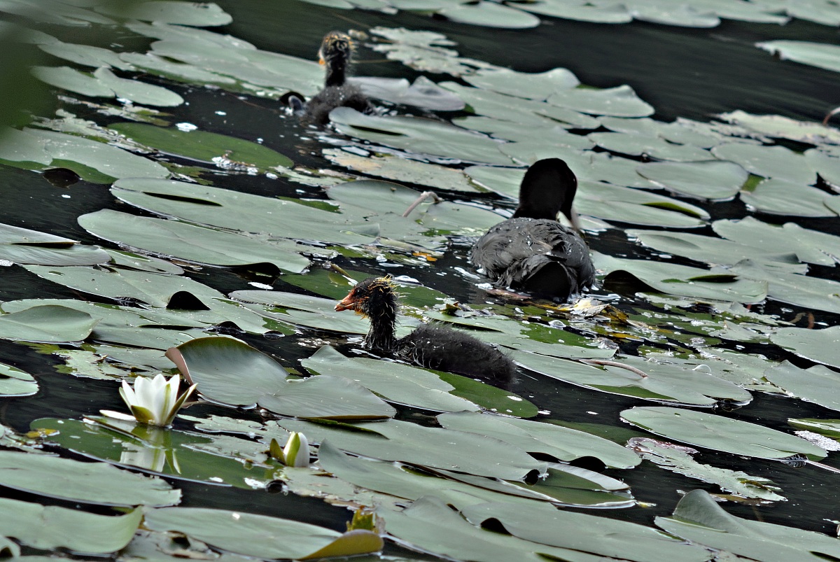 gallinella e pulcini ...credo