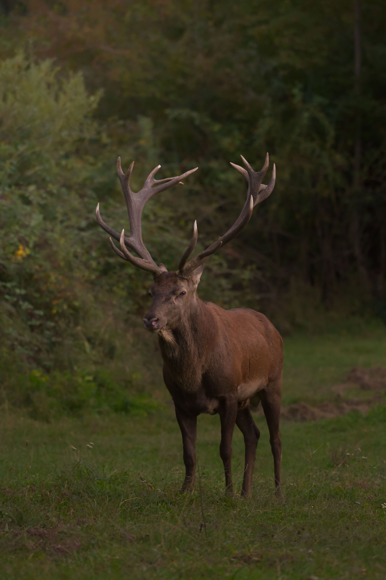 Red deer