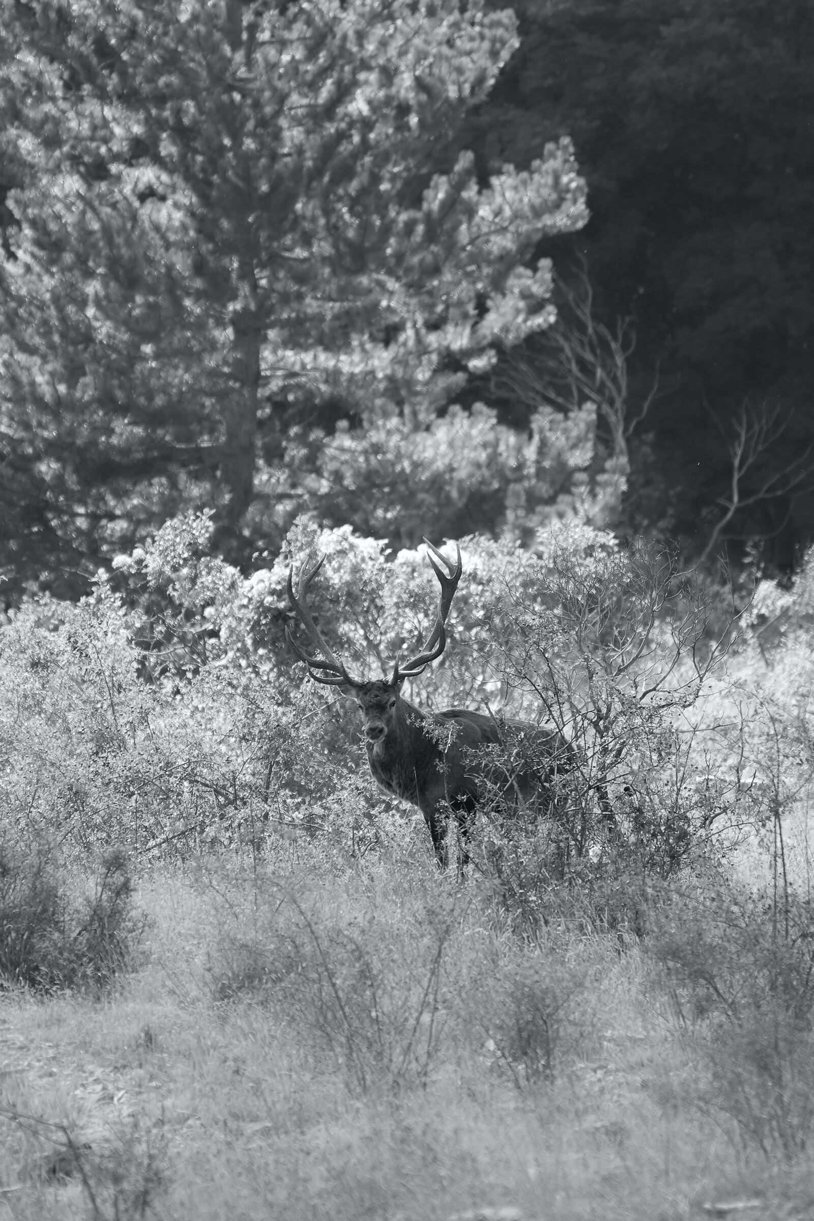 Wild black and white