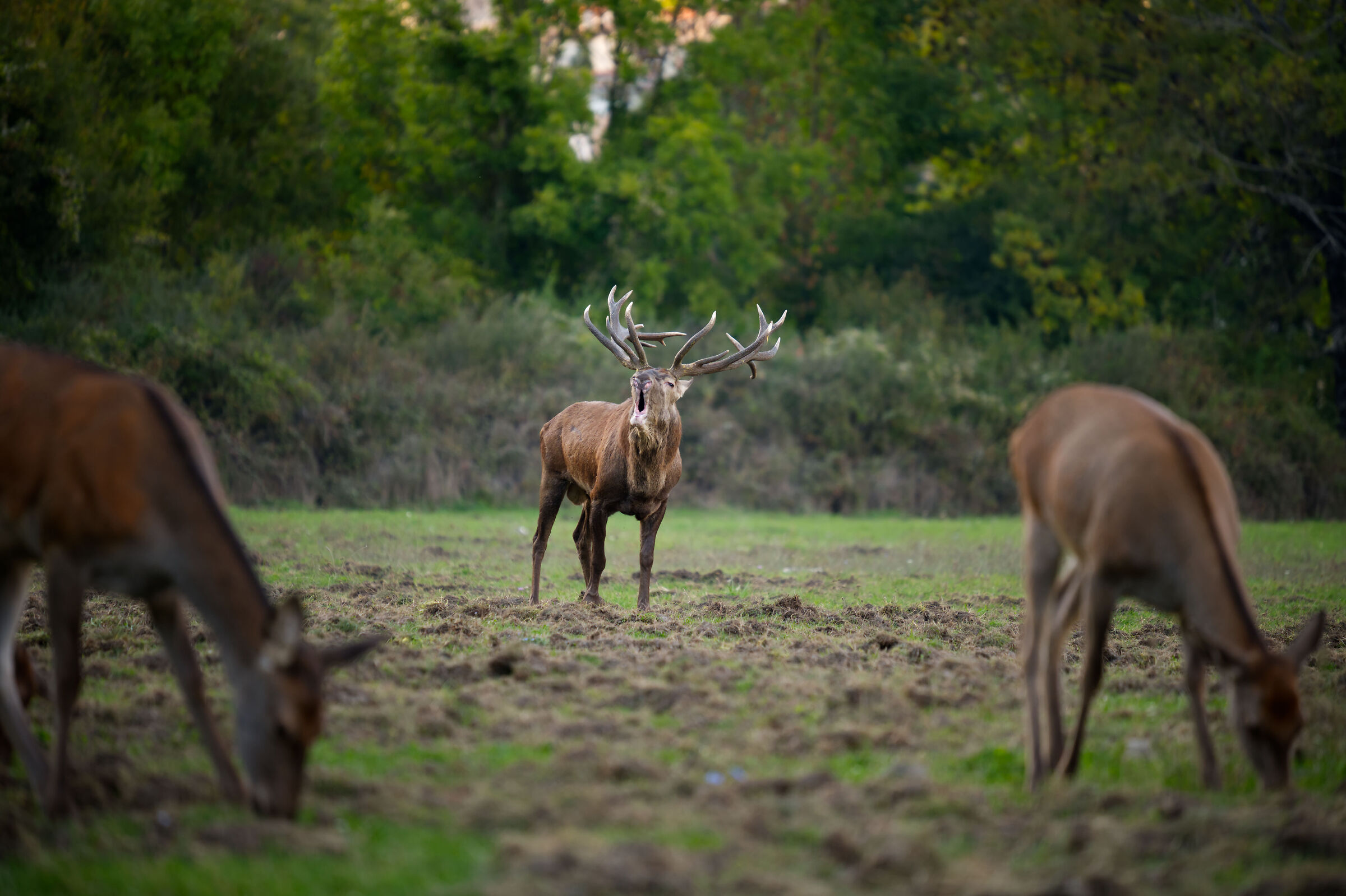 The moment of the bellowing
