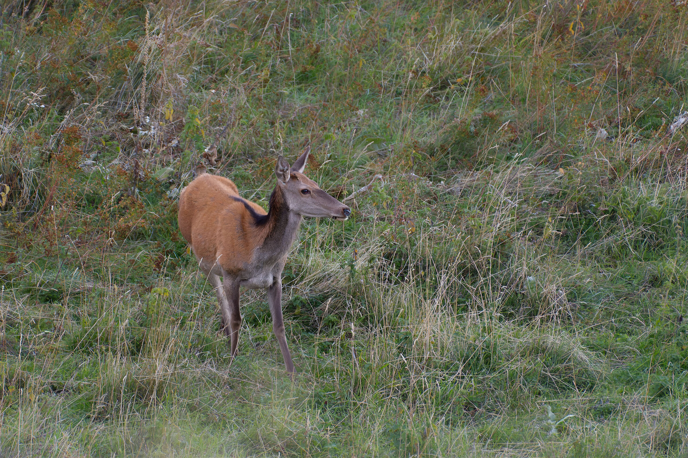 He hasn't seen me yet