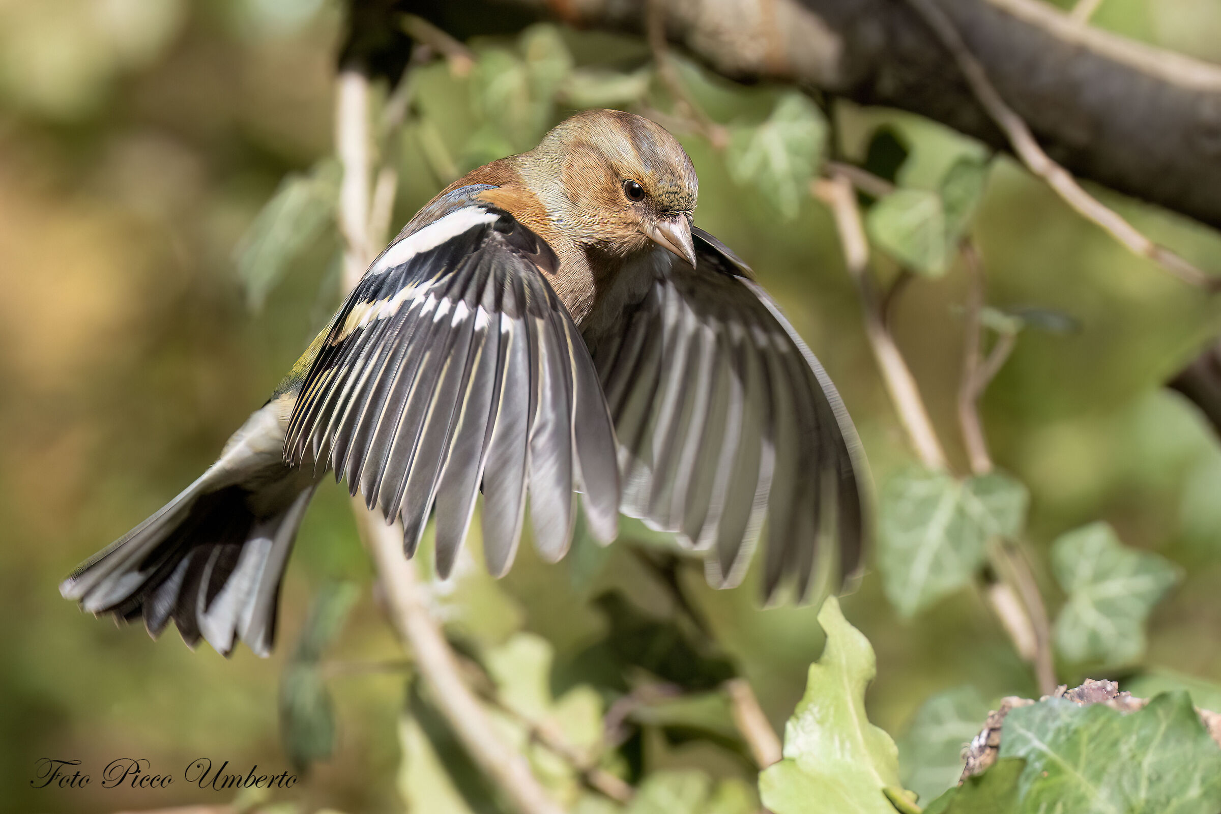 CHAFFINCH