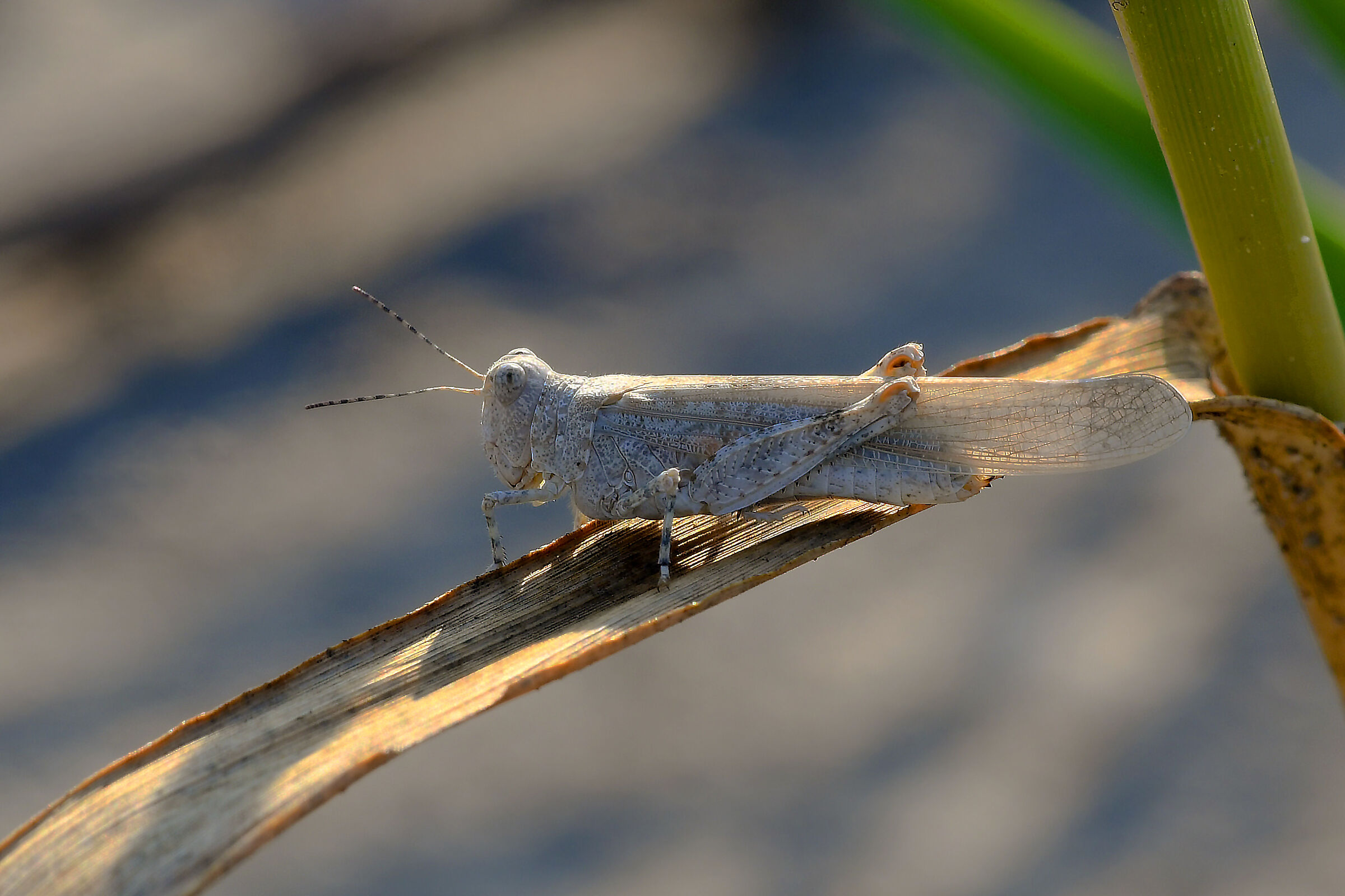 Oedipoda caerulescens