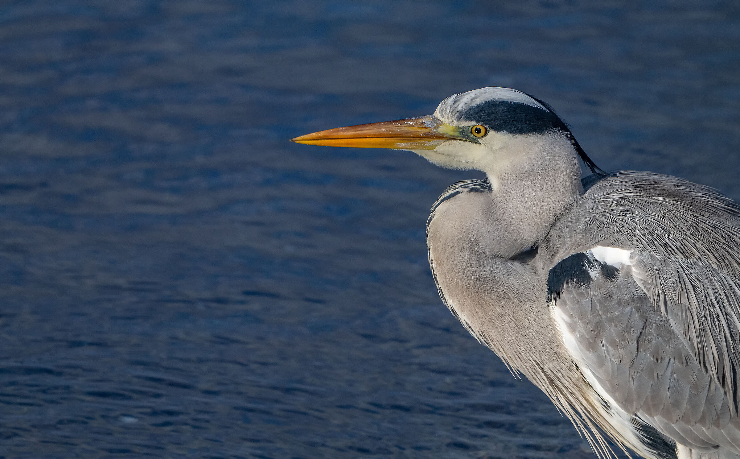 Grey heron