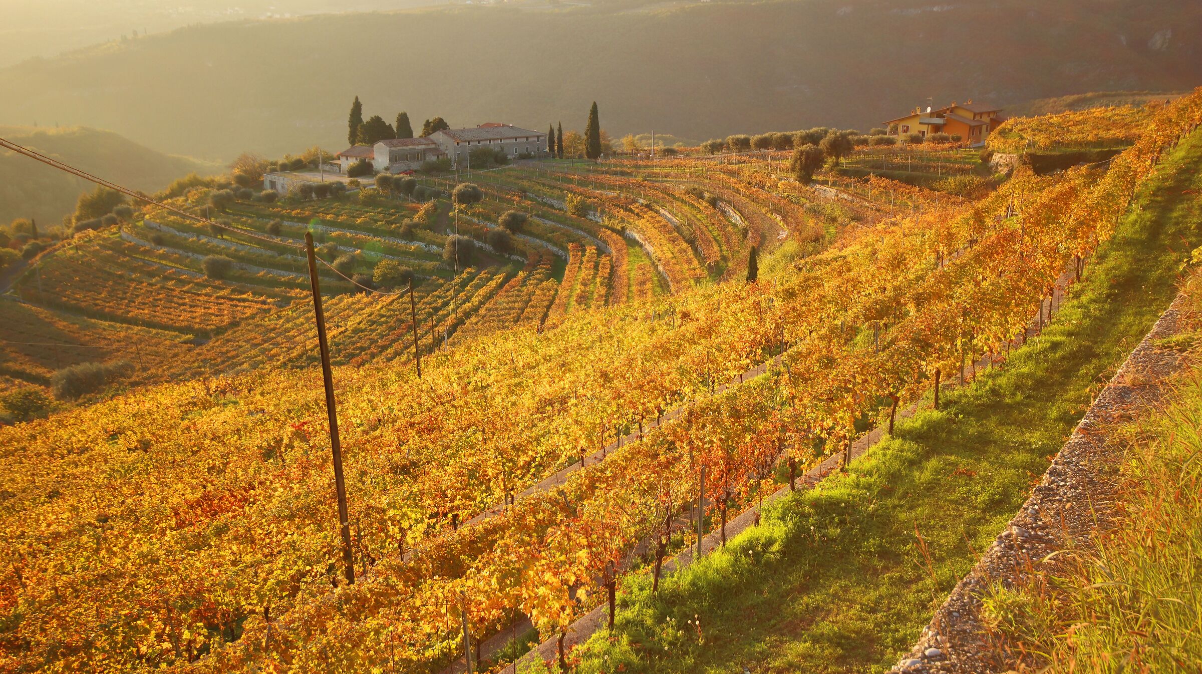 Vines at sunset (2nd part)