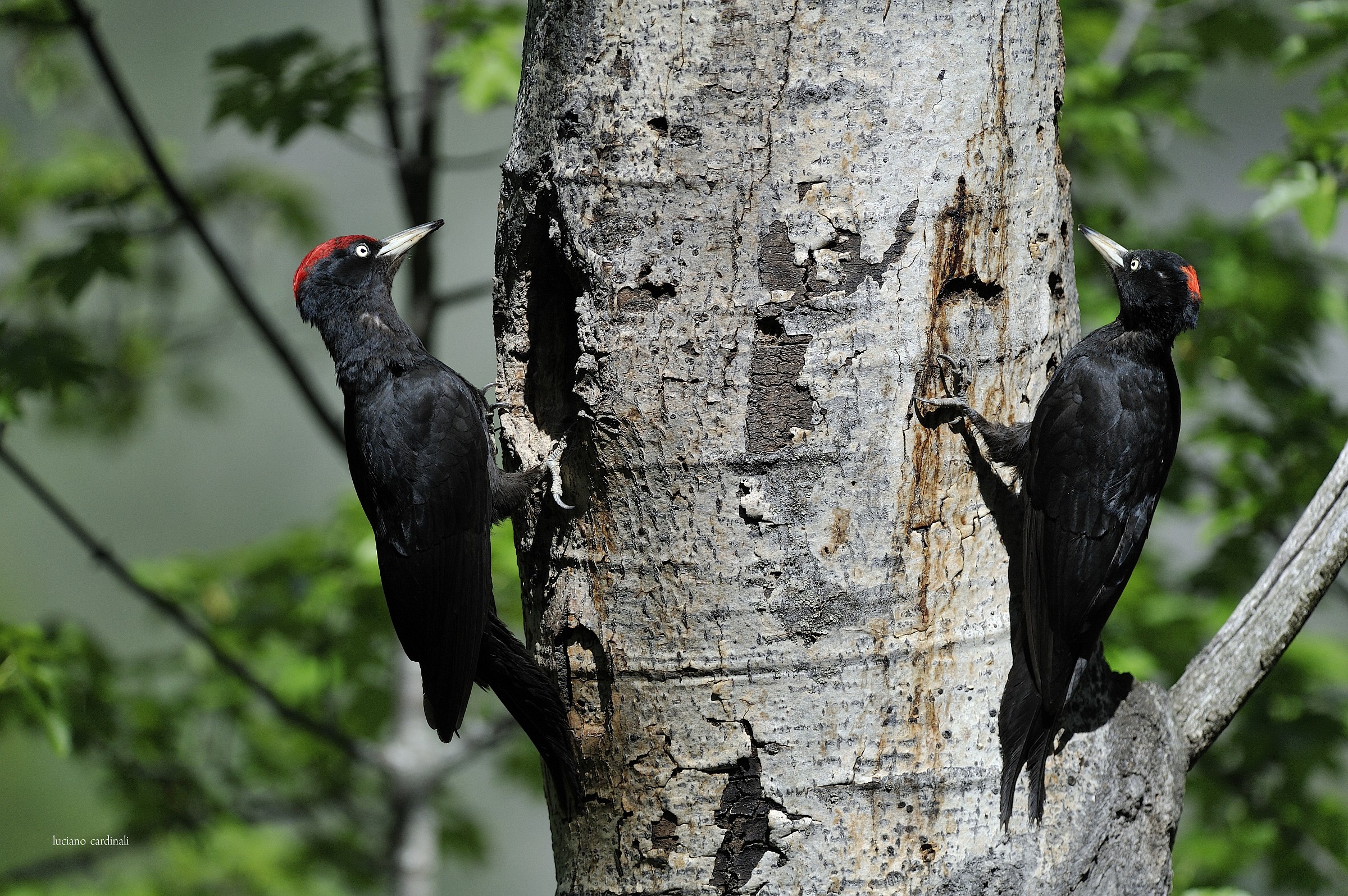 photo n 1 pair of black woodpecker