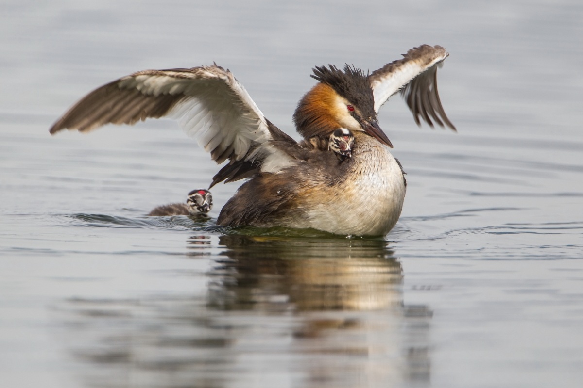Mamma svasso con piccoli