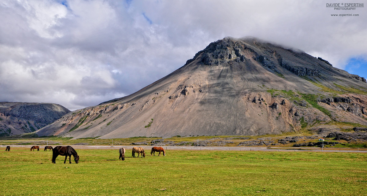 Icelandic Horses