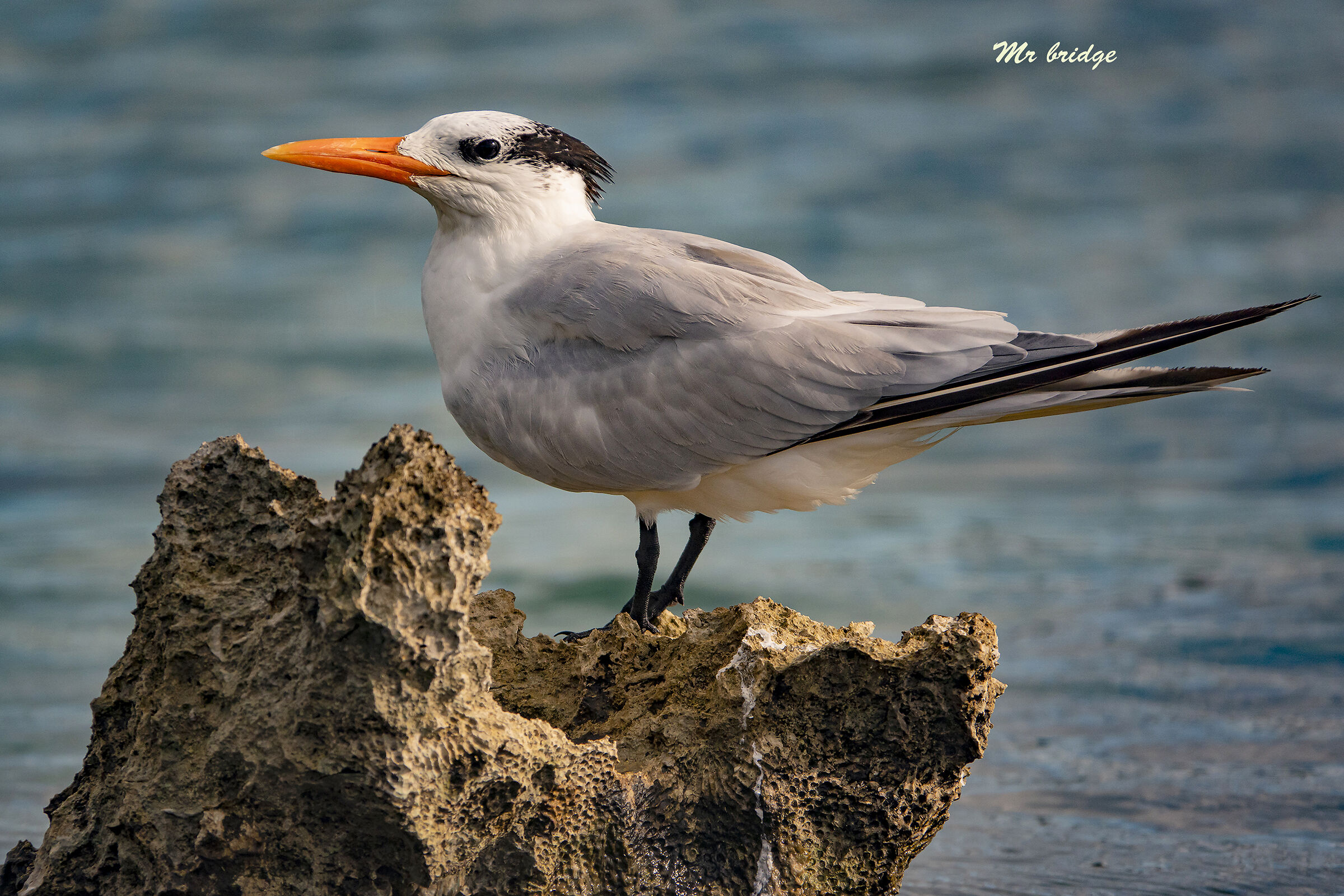 tern