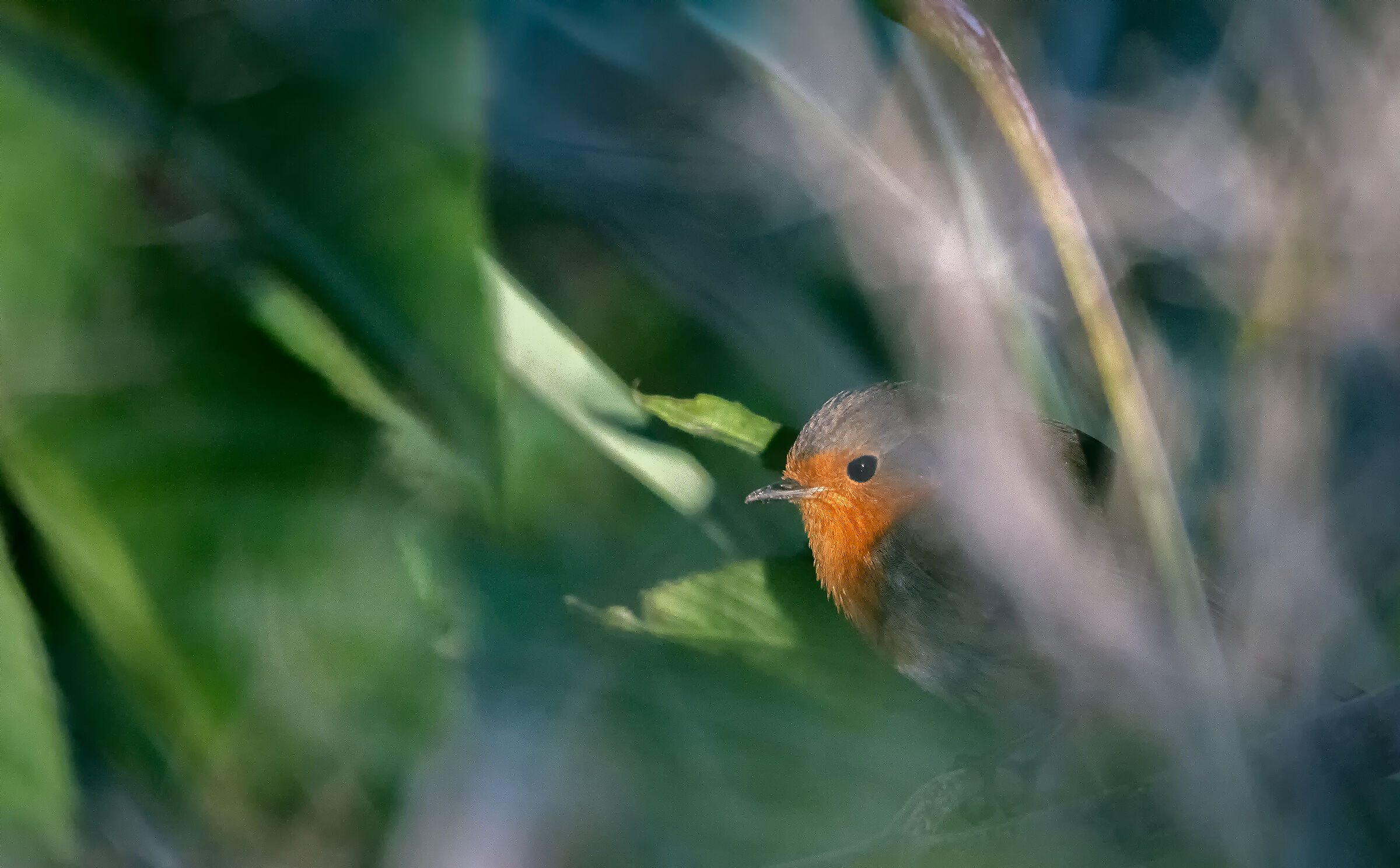 Robin