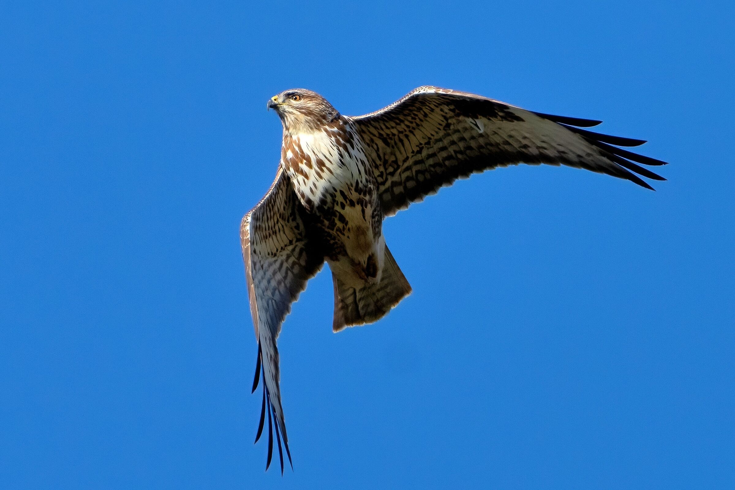 Poiana (Buteo buteo)