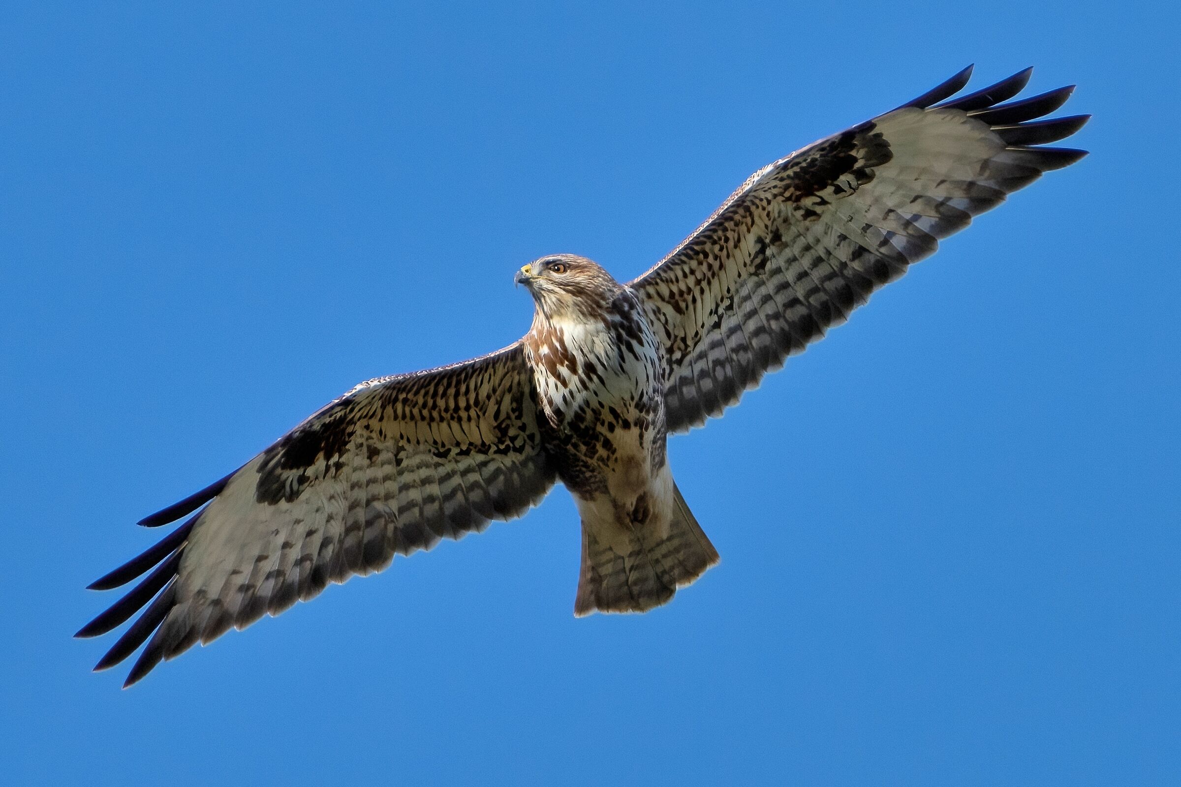 Buzzard (Buteo buteo)