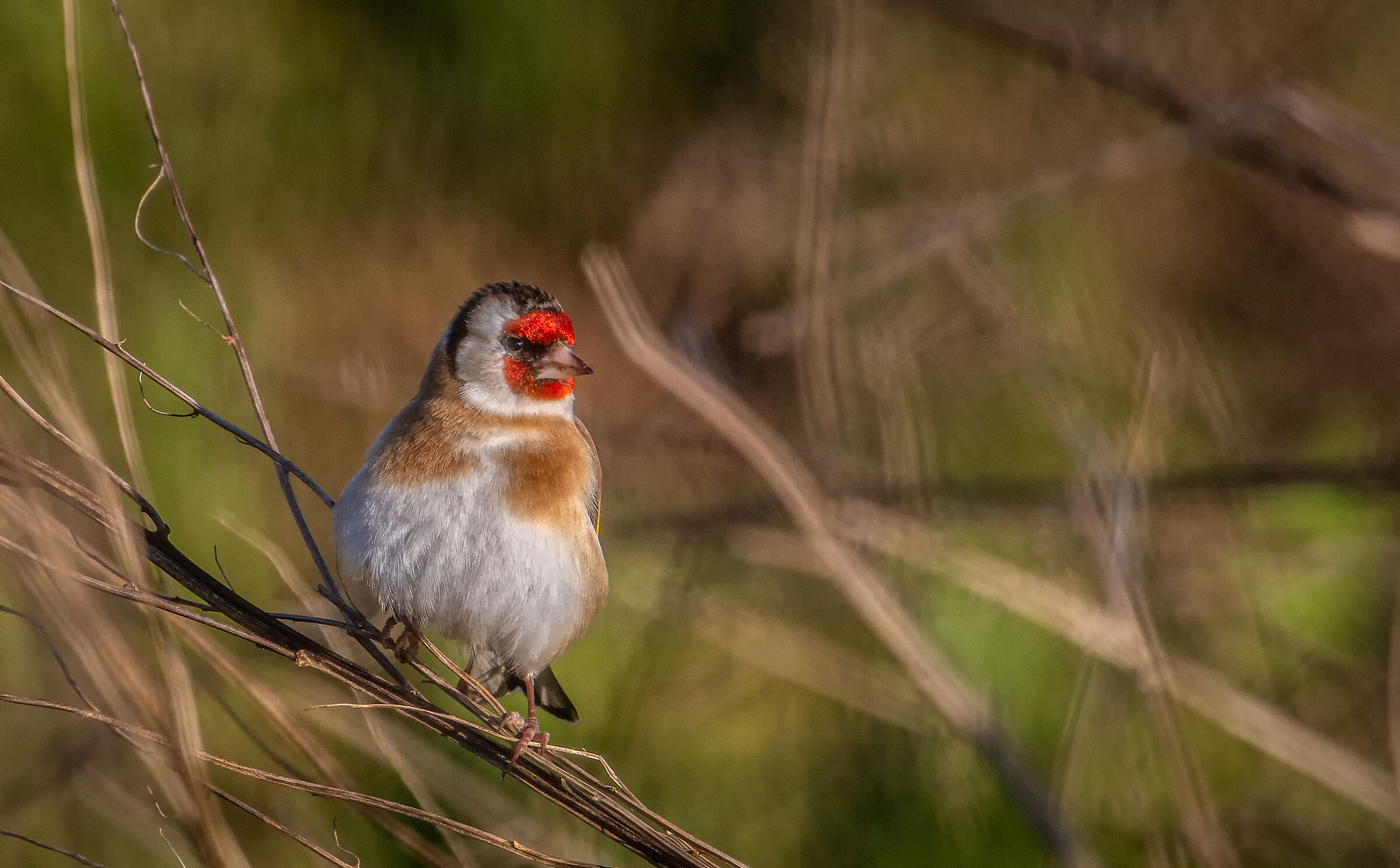Goldfinch
