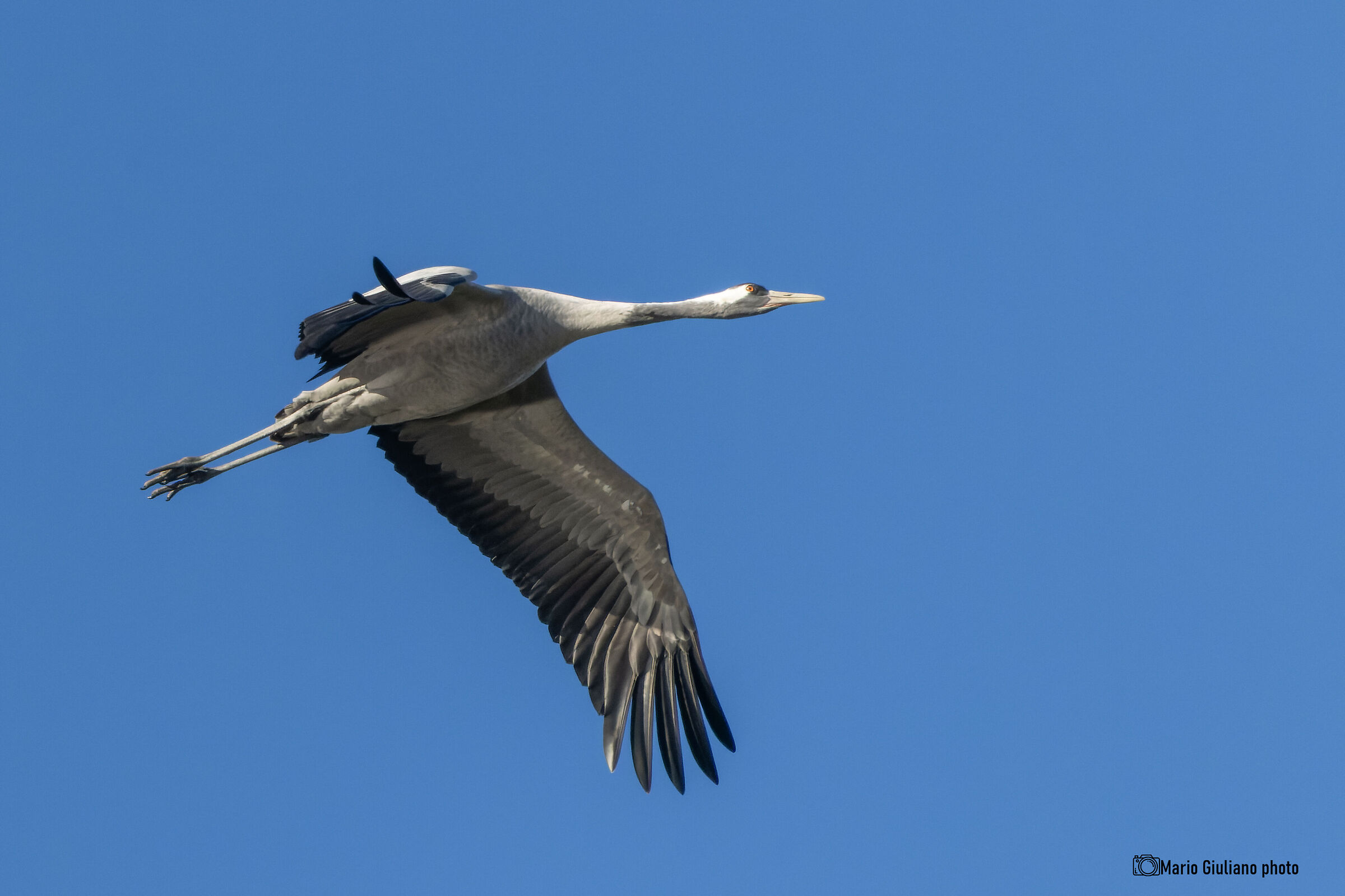Crane