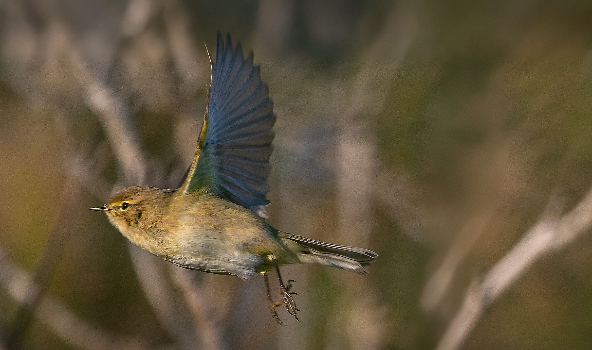 Chiffchaff