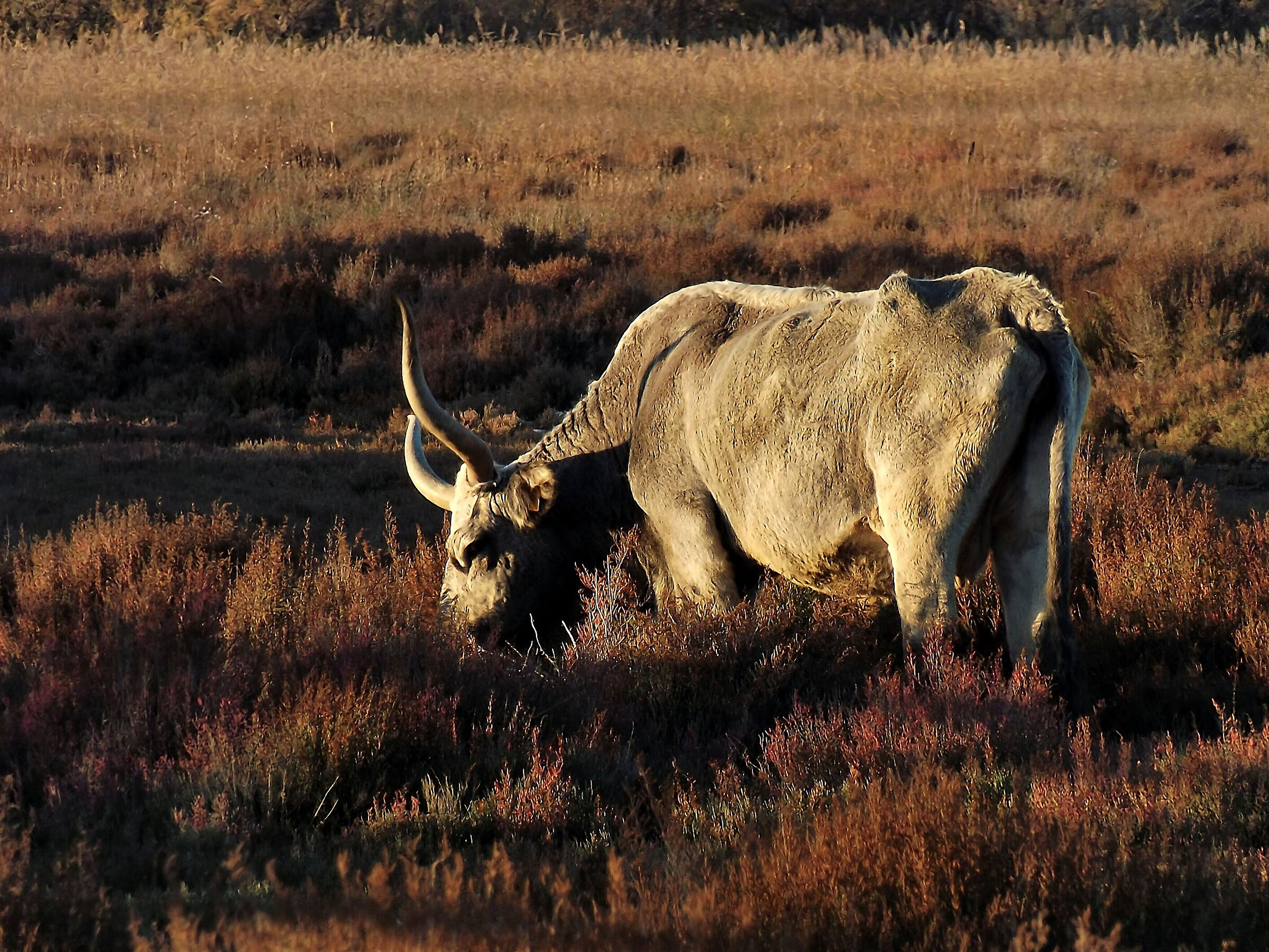 Maremma cow