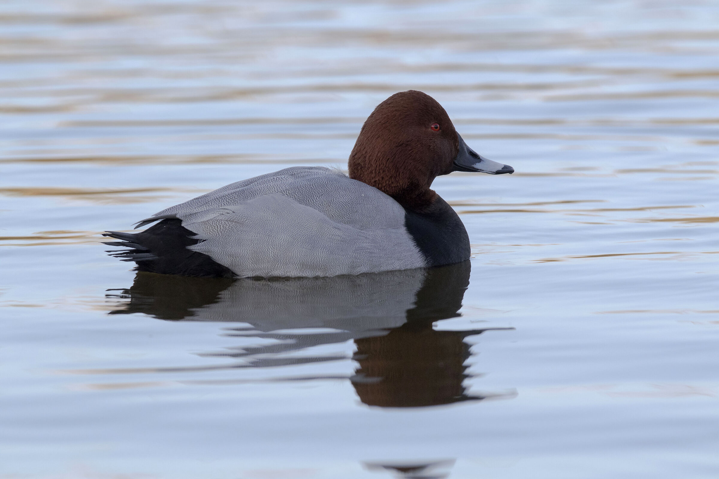 Pochard (Lipu Oasis)