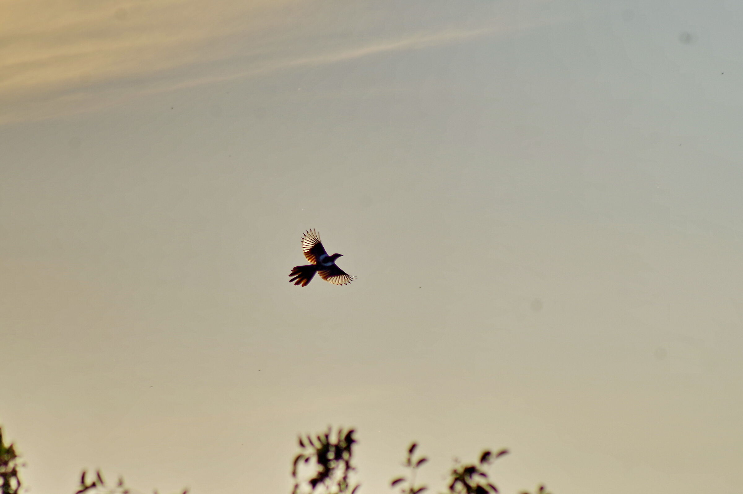 Magpie and smc Pentax-A 70-210mm f/4.0