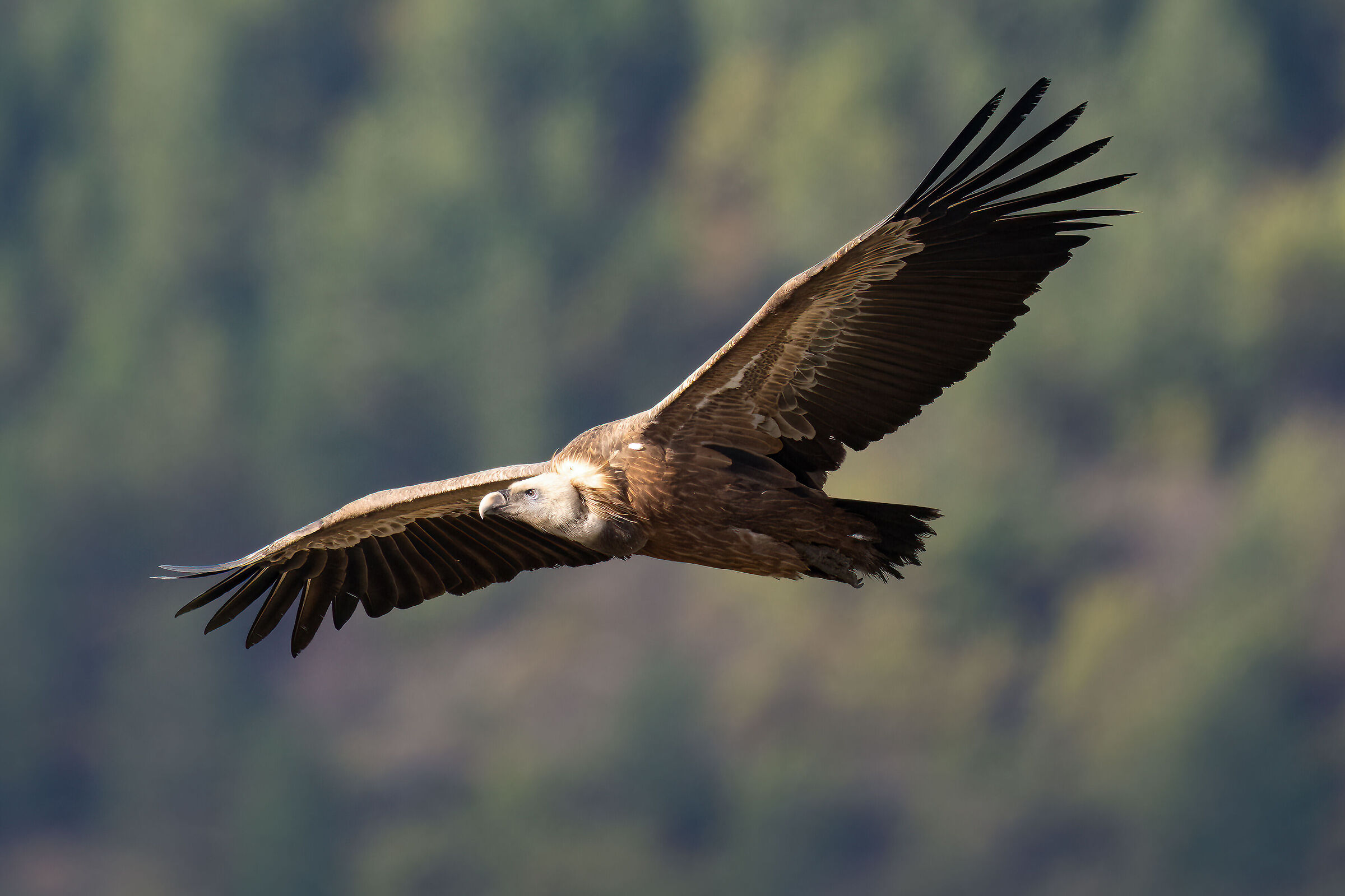 Griffin - Barronies Provencal