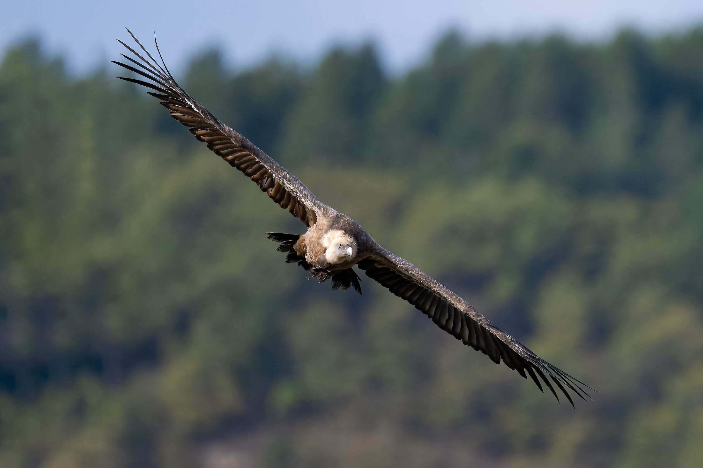 Griffin - Barronies Provencal