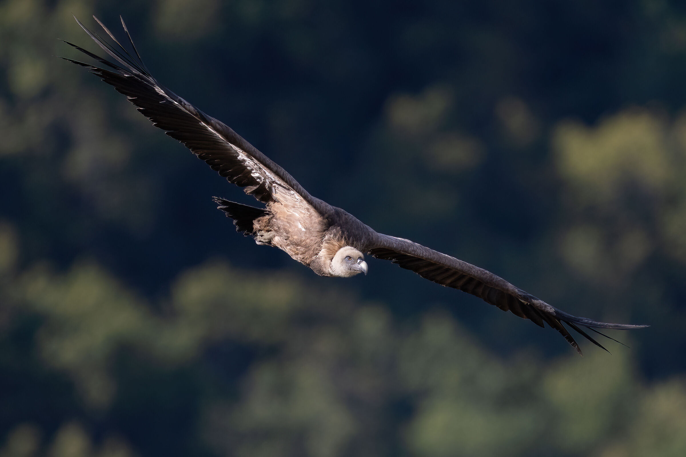 Griffin - Barronies Provencal