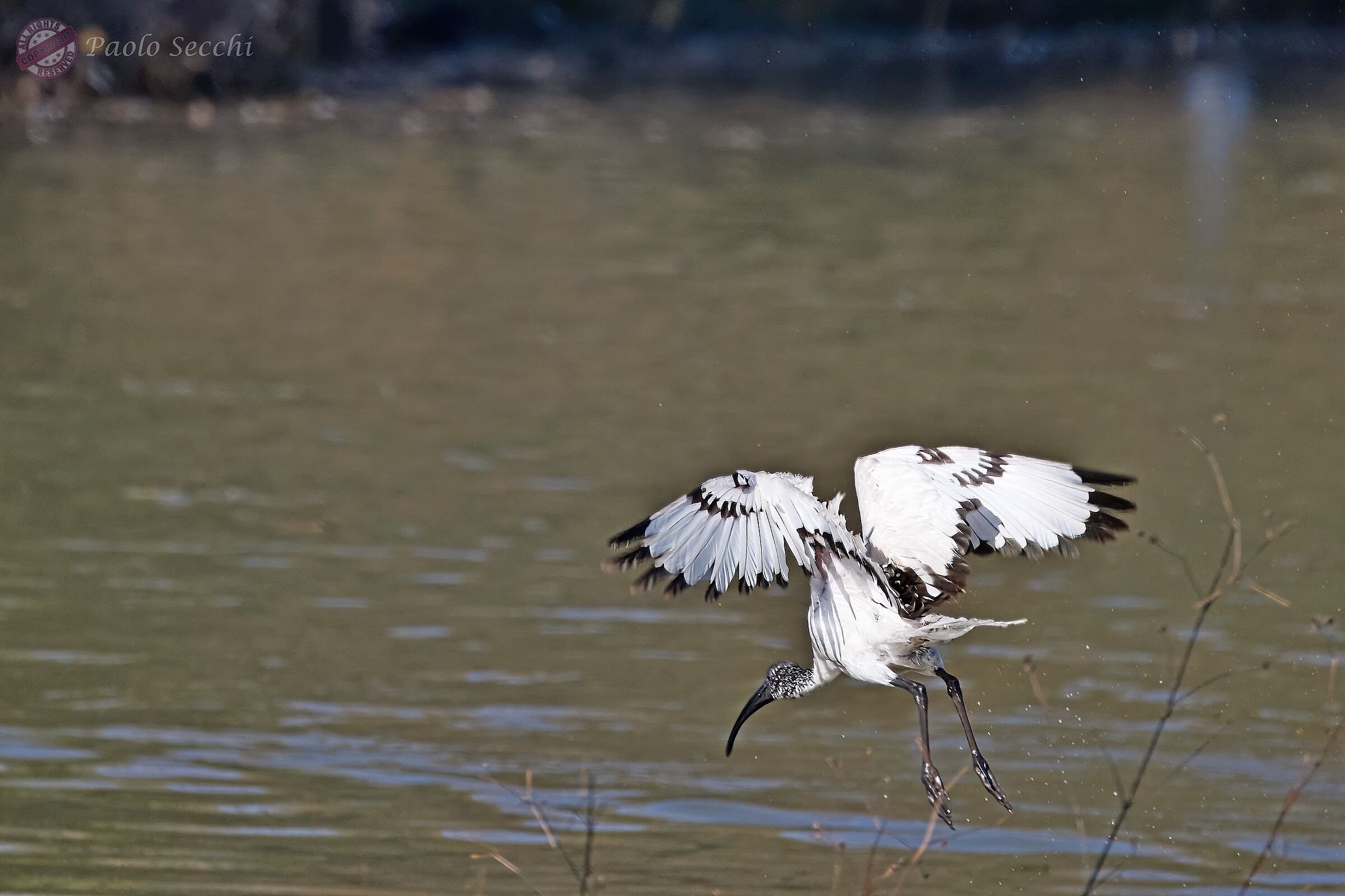 Threskiornis aethiopica (Sacred Ibis)