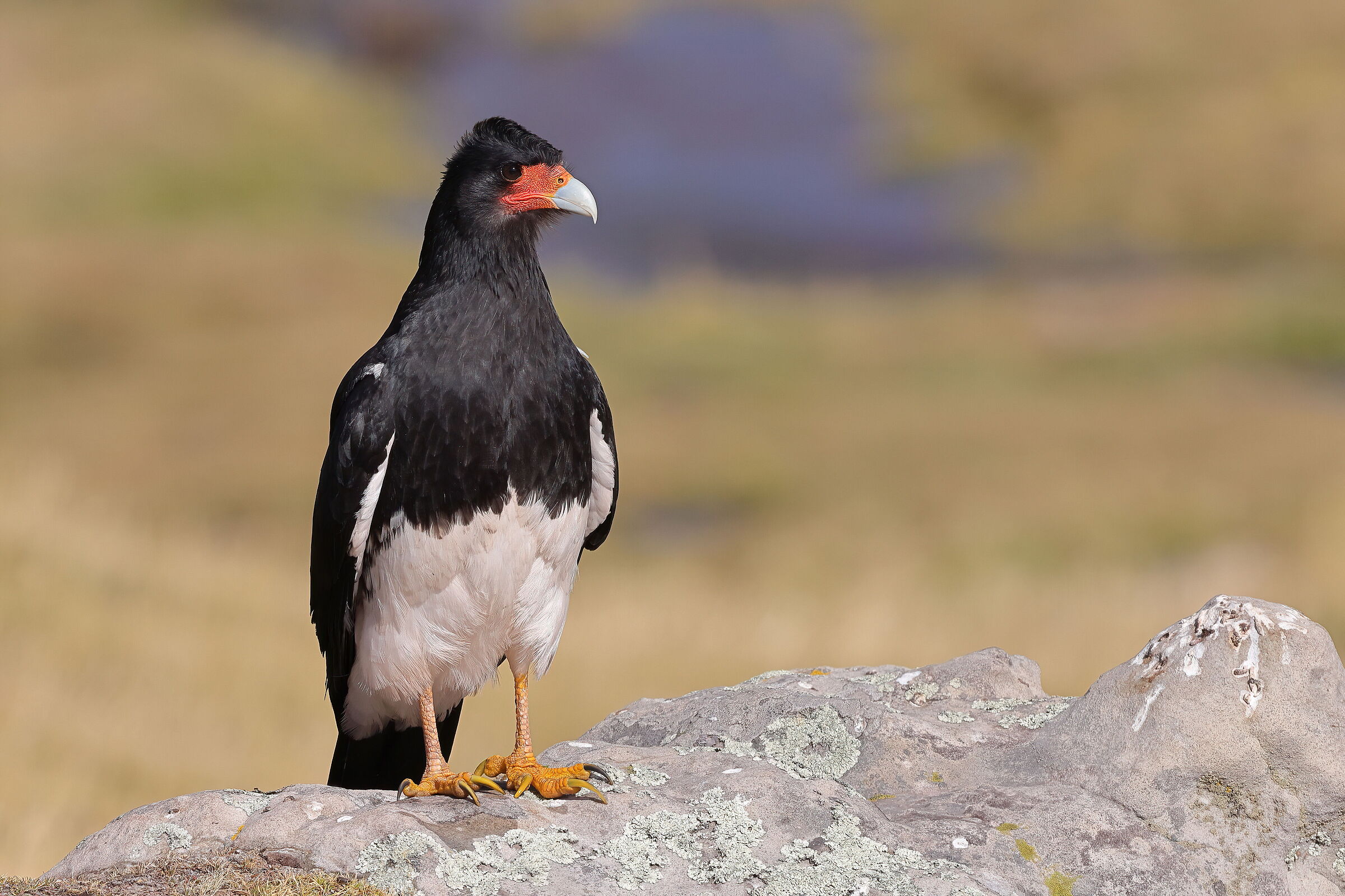 Caracara of the Andes